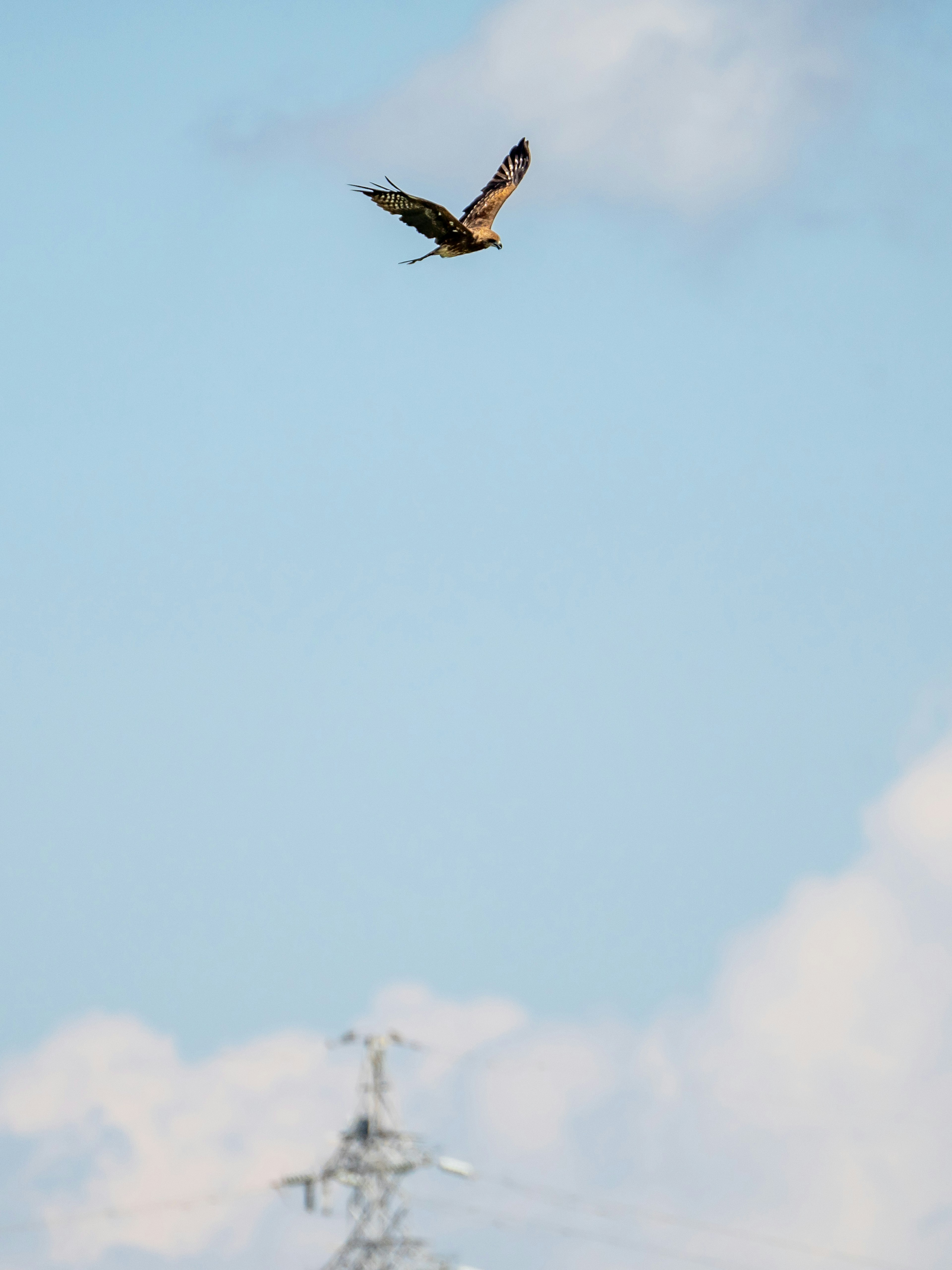 青空を背景に飛ぶ鳥の画像