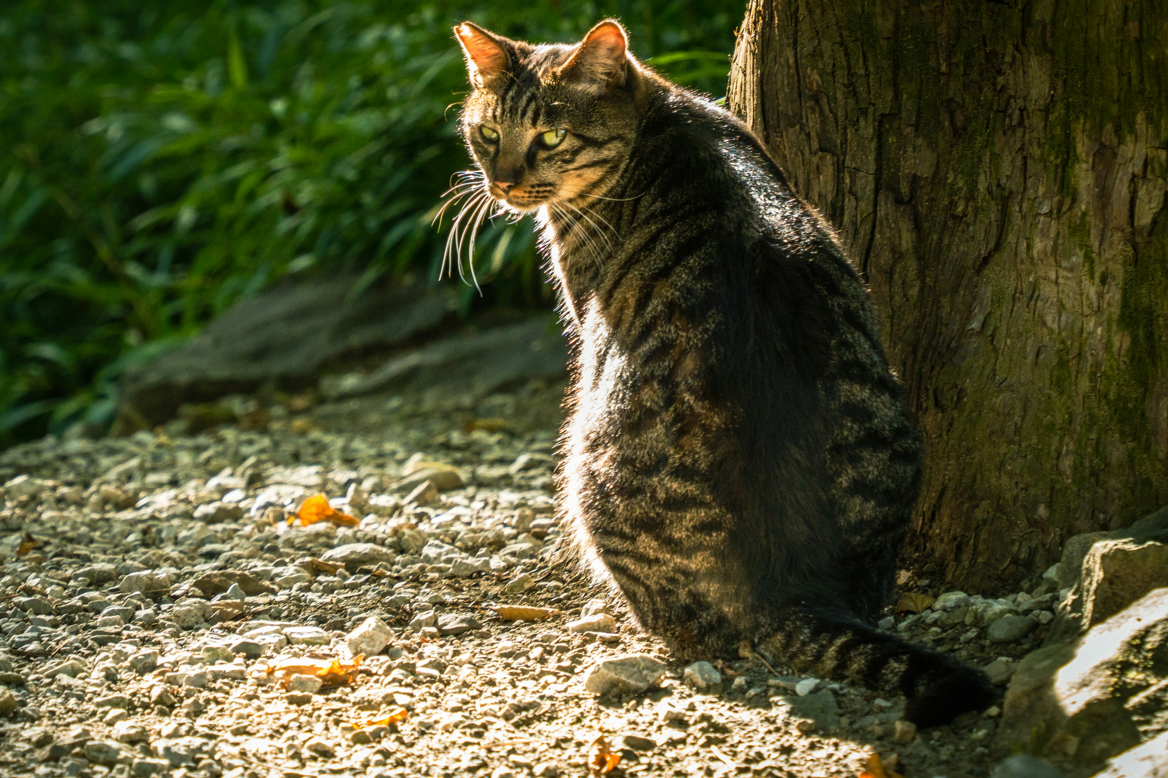 木の近くに座っている野生の猫 日差しの中で美しい毛皮が輝いている