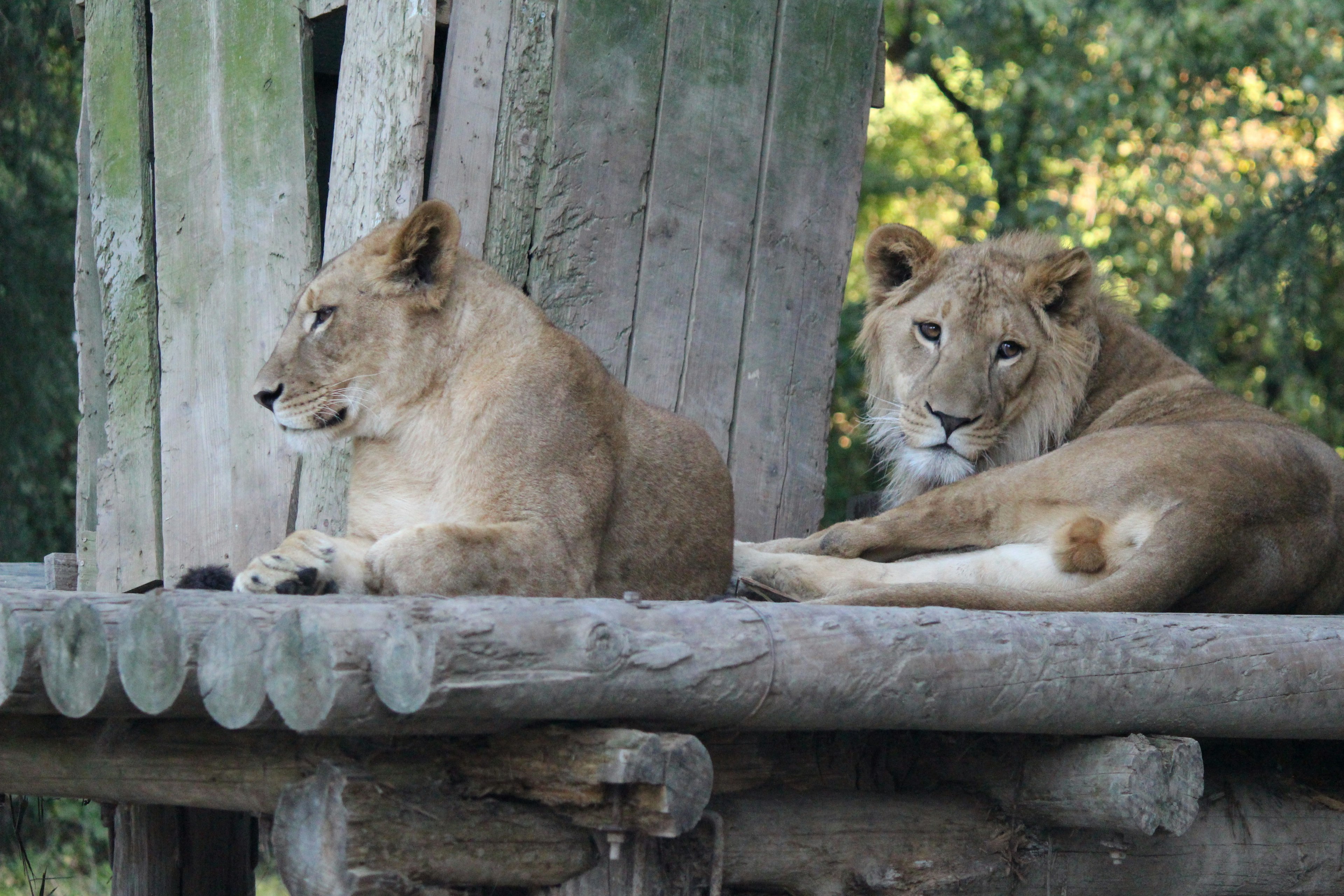 Two lions relaxing on a wooden platform in a natural setting