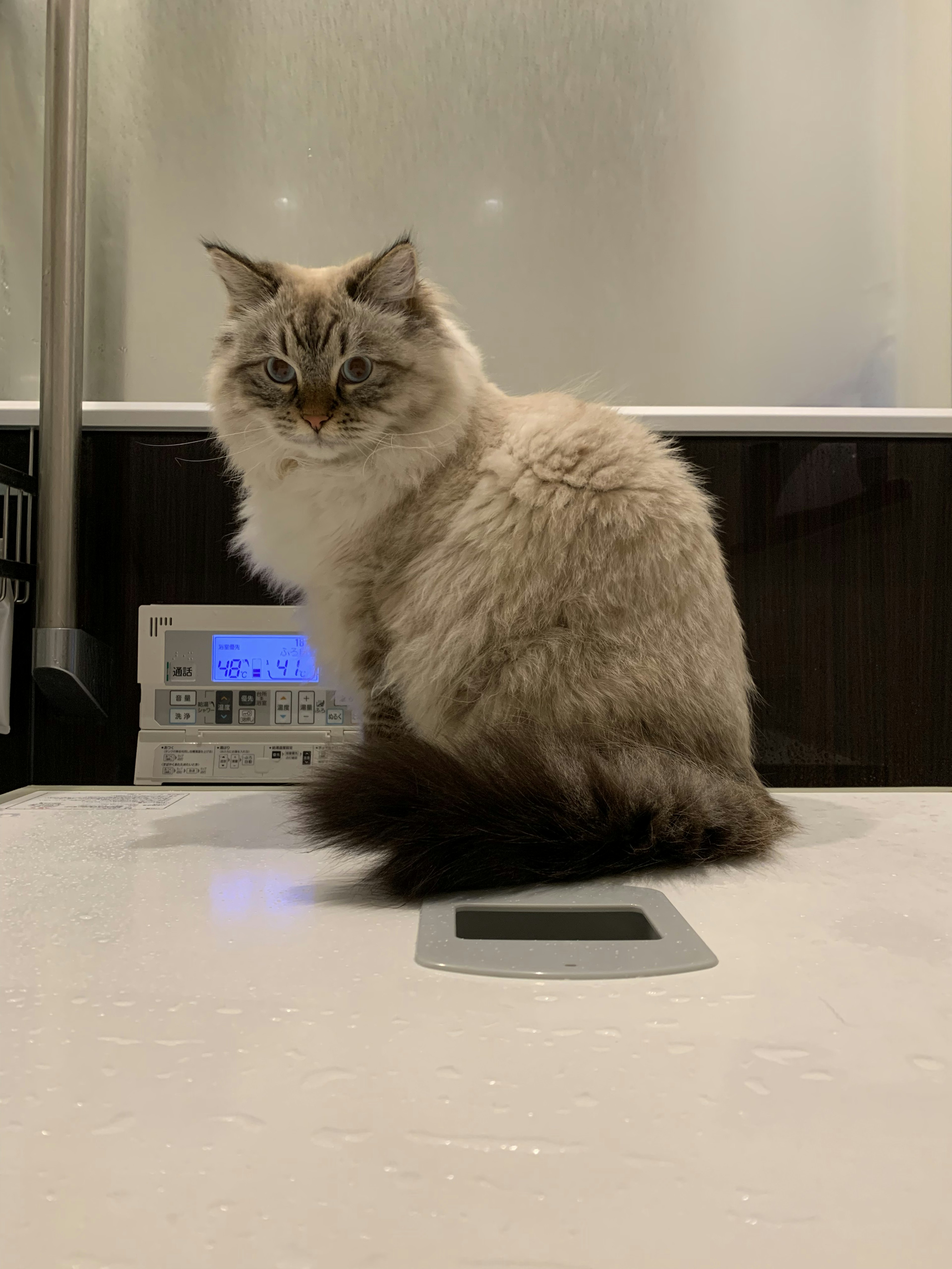 Fluffy cat sitting on a table