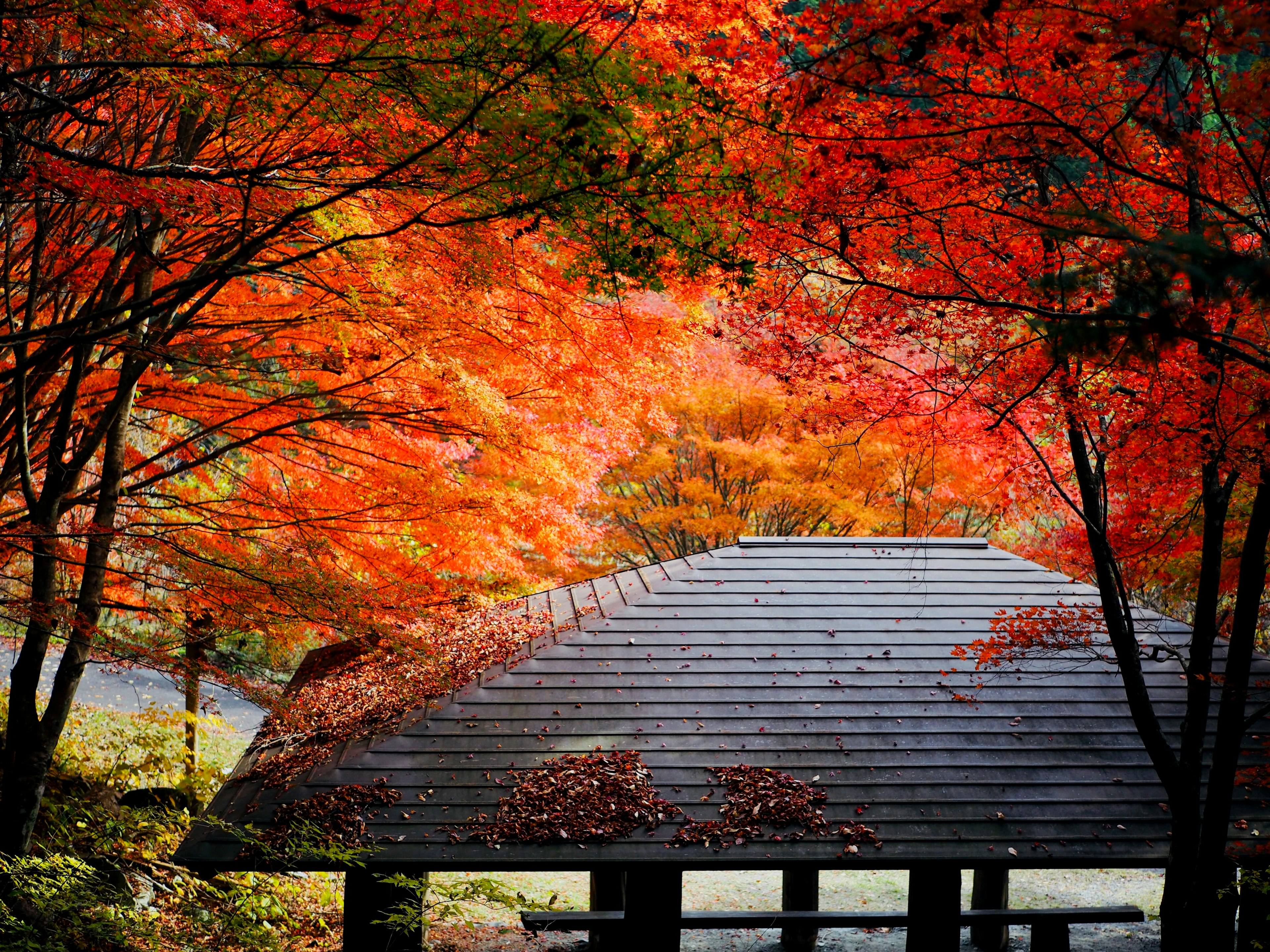 秋の紅葉に囲まれた伝統的な屋根の建物