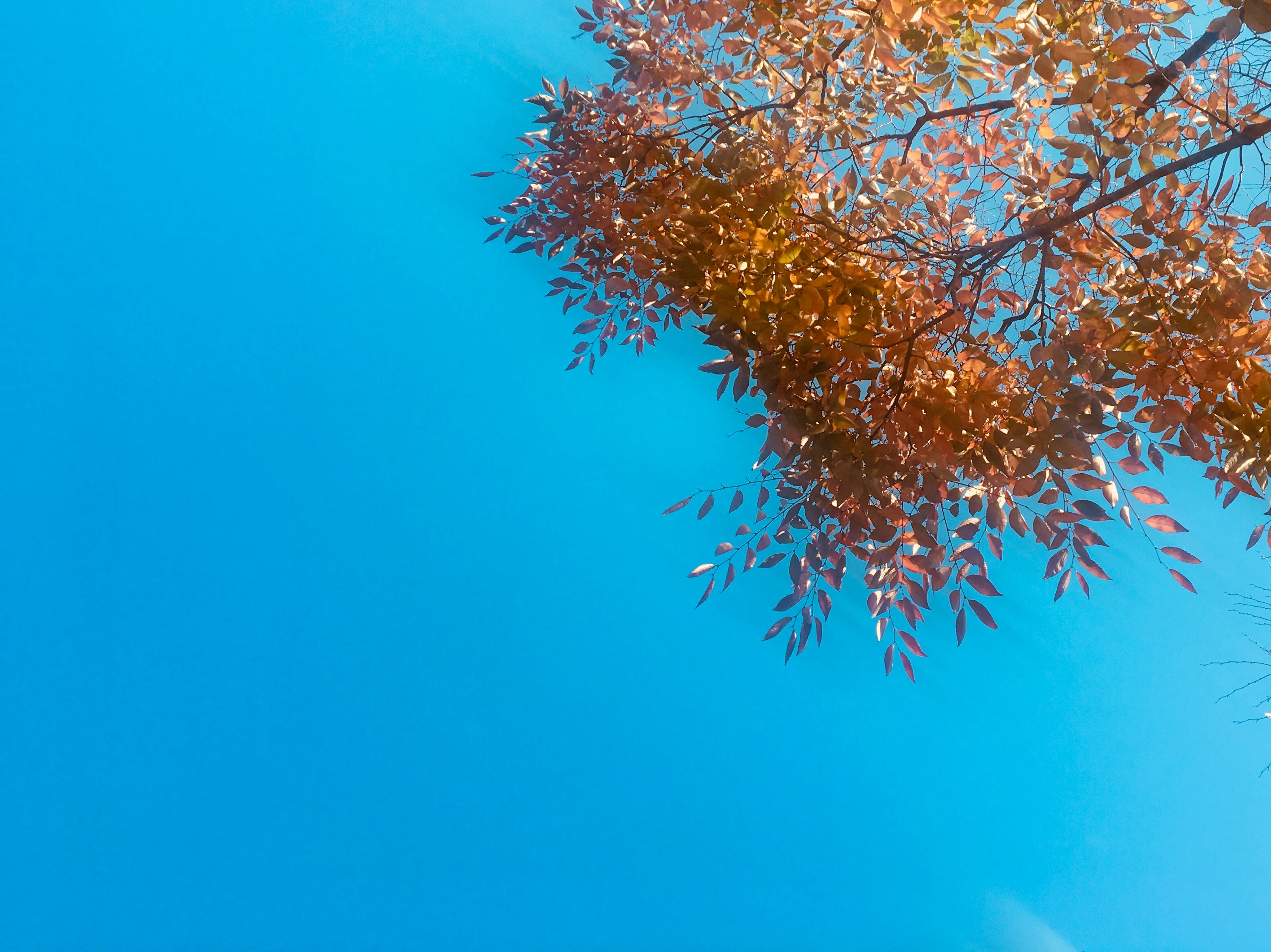 Obere Teil eines Baumes mit orangefarbenen Blättern vor blauem Himmel