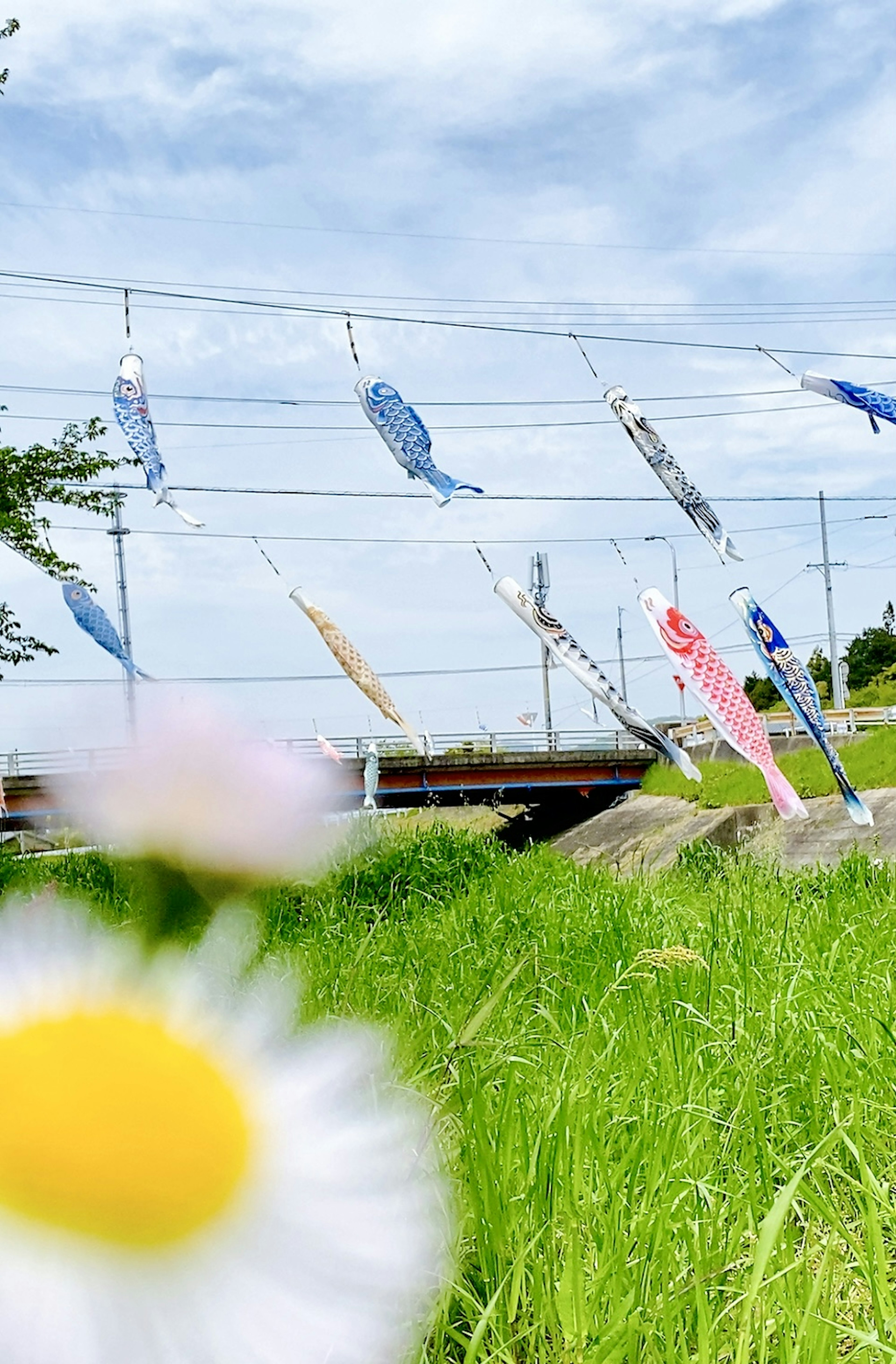 Koinobori, die unter einem blauen Himmel fliegen, mit einer weißen Blume im Vordergrund