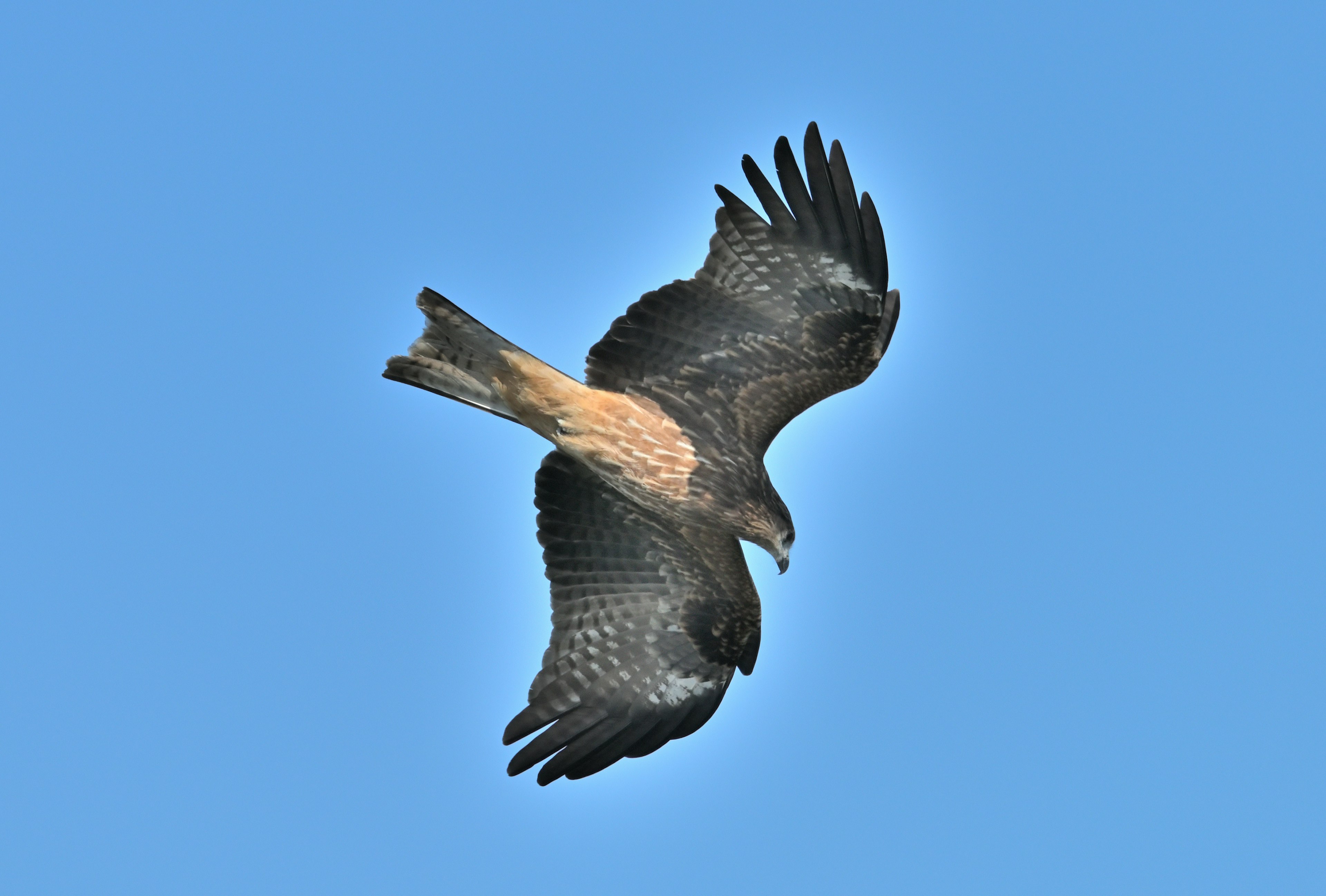 A hawk flying against a blue sky