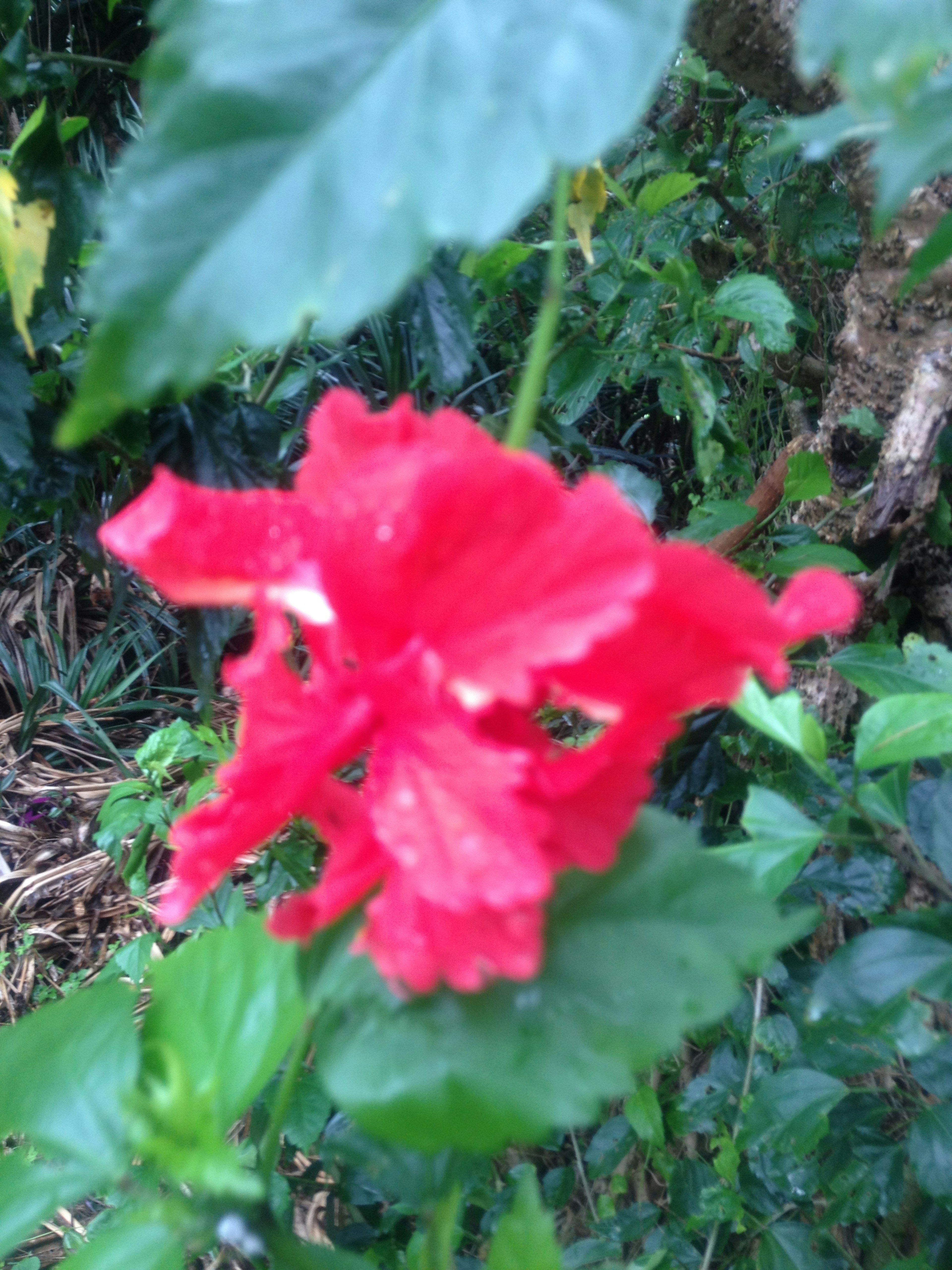 Red hibiscus flower with green leaves