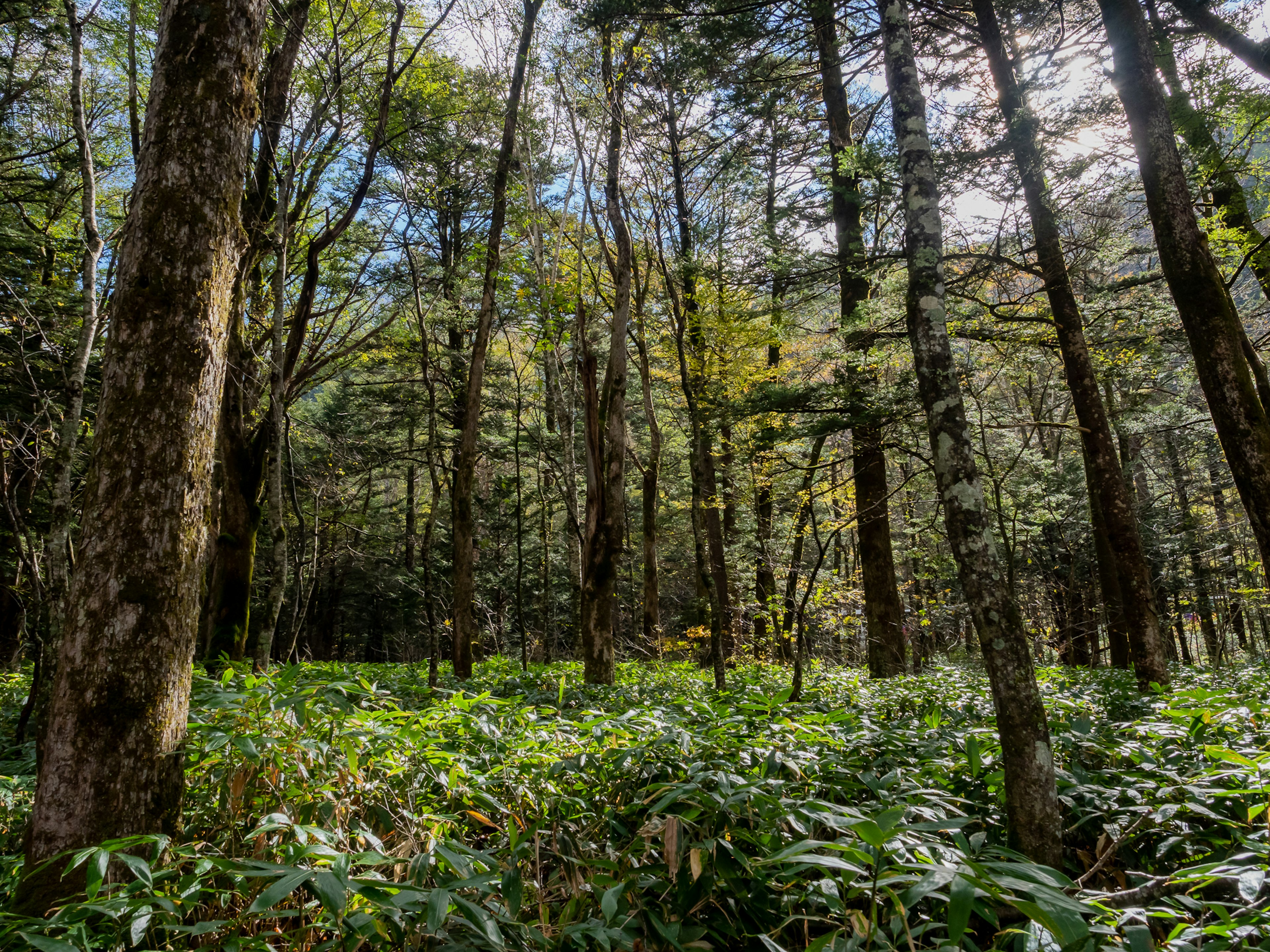 Lush forest landscape with tall trees and greenery