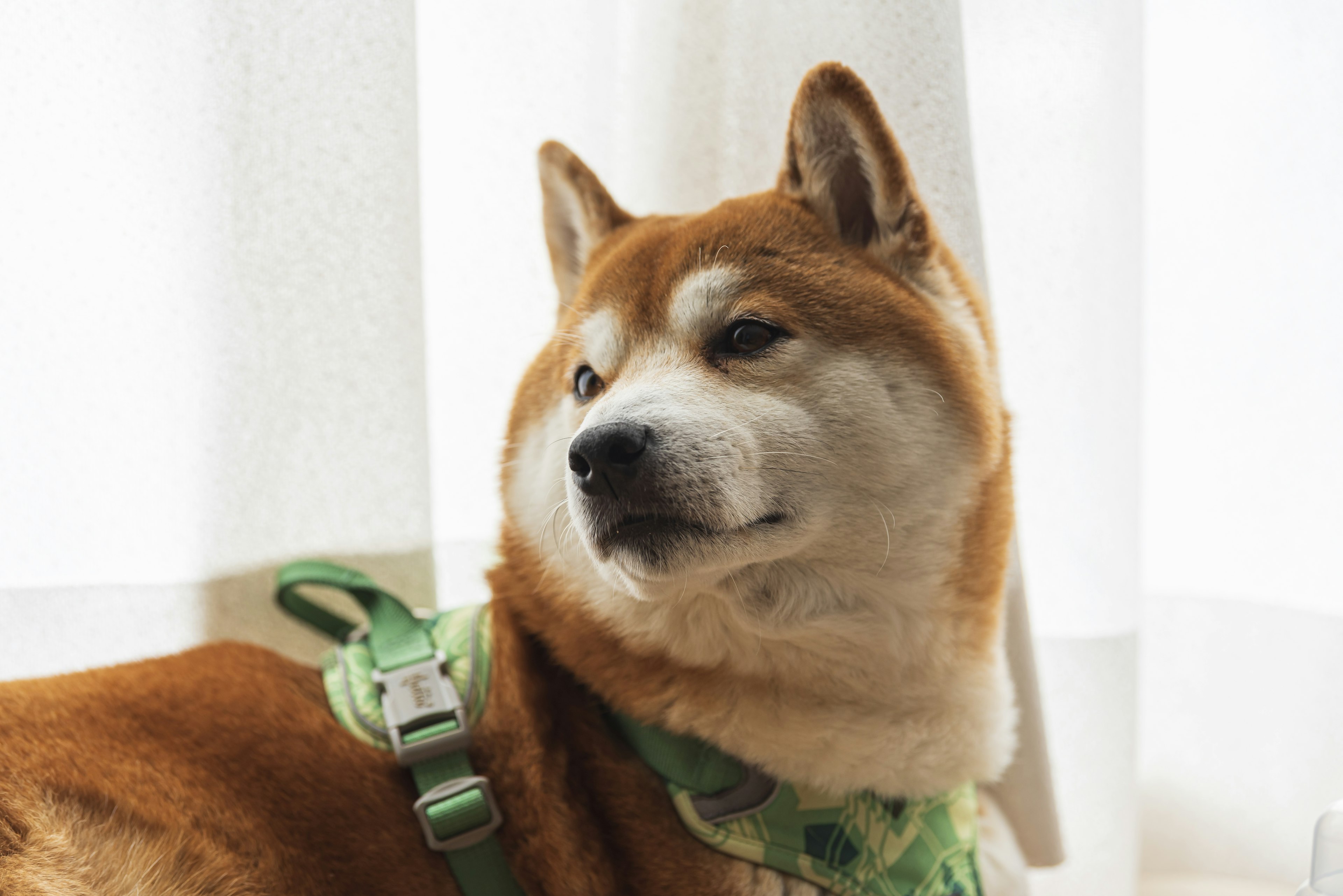 Shiba Inu sitzt nahe einem Fenster mit einem grünen Geschirr