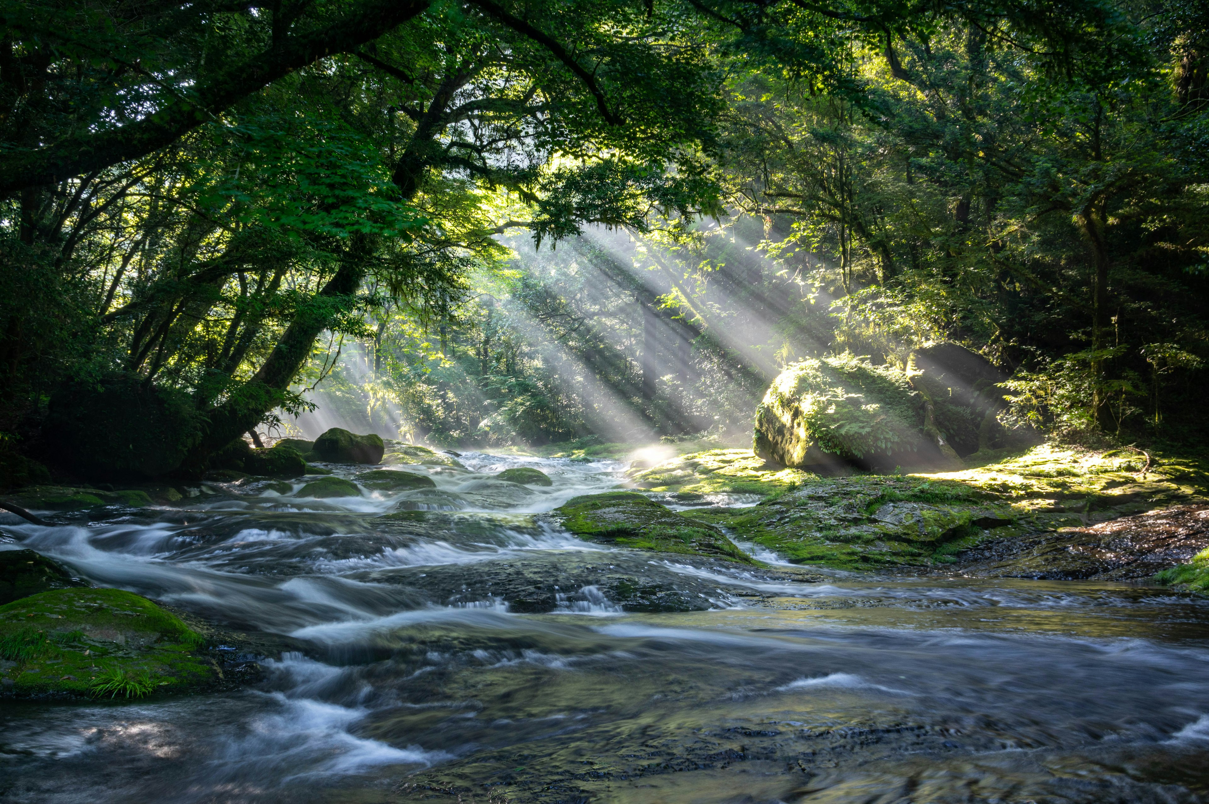 Un fiume che scorre attraverso una foresta lussureggiante con raggi di luce