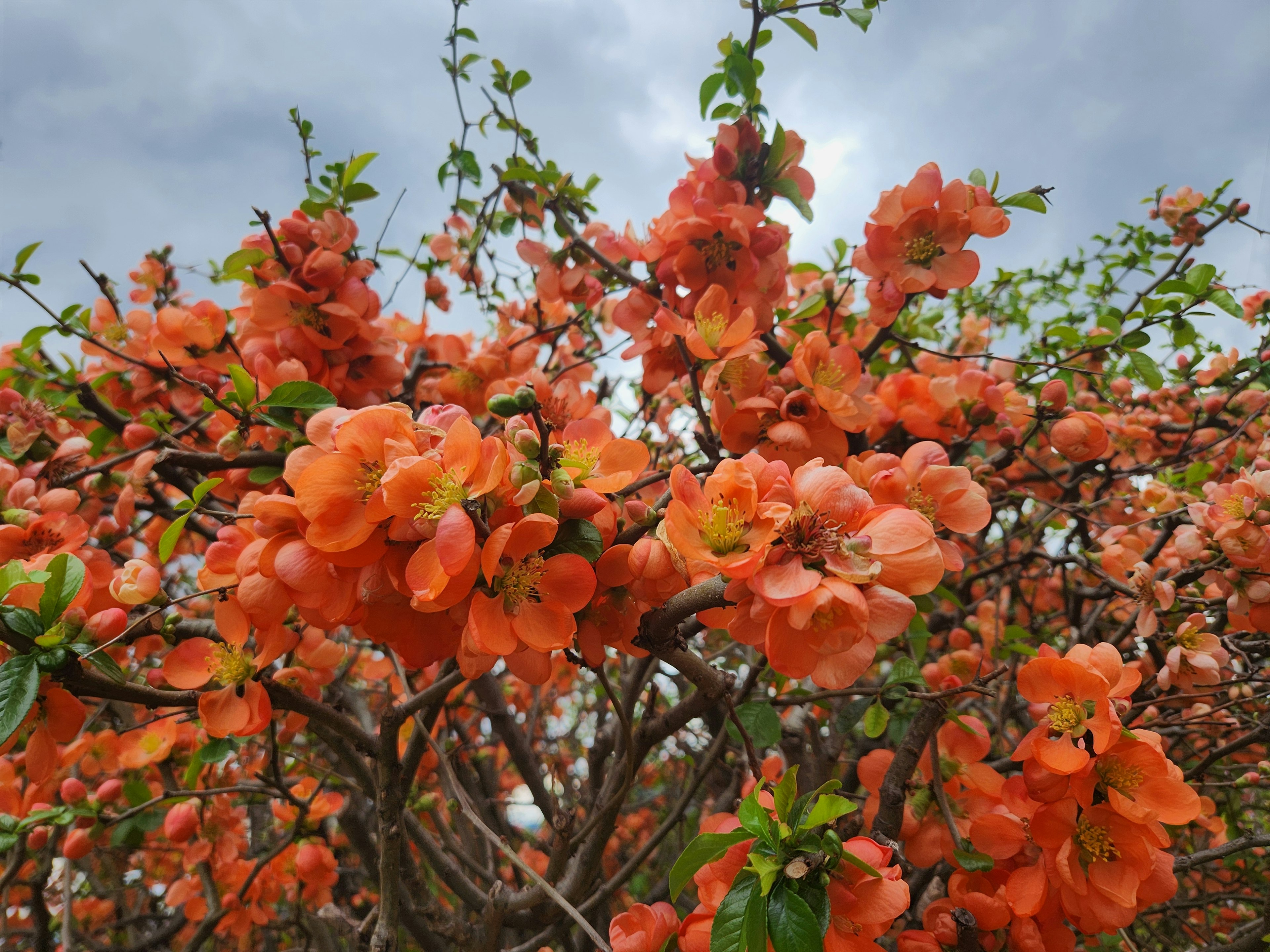 Una vivace esposizione di fiori arancioni su un arbusto fiorito