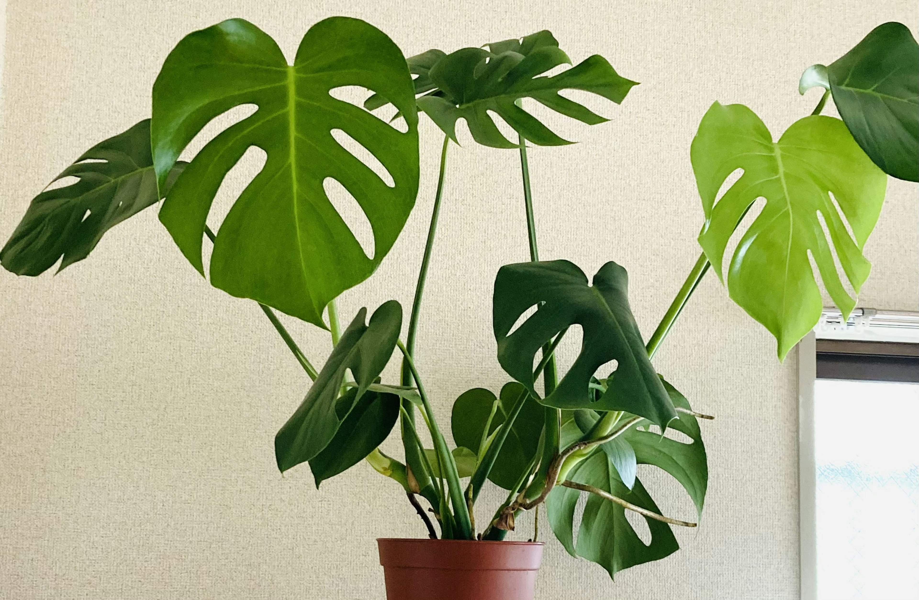 A Monstera plant with large green leaves displaying unique splits