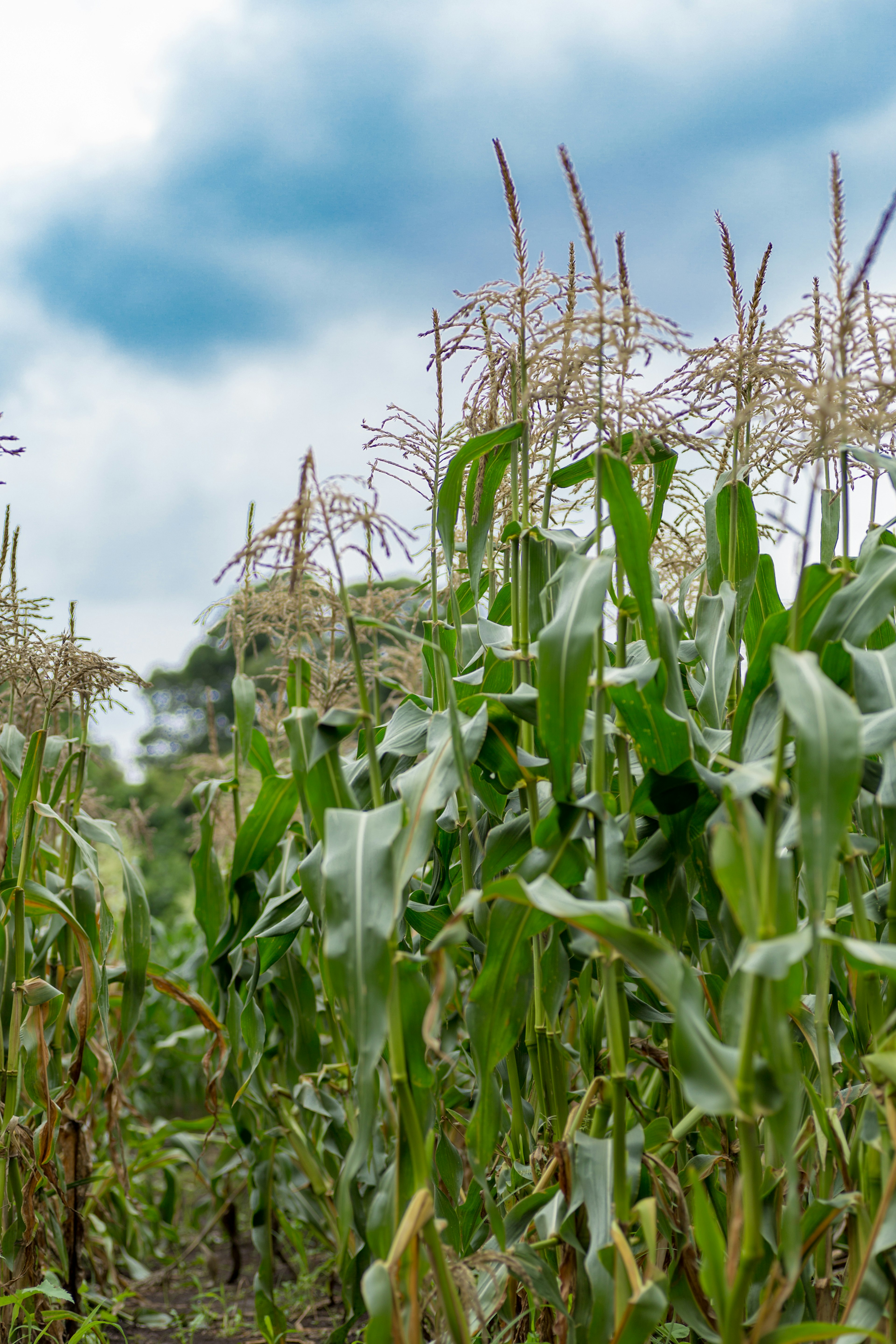 Üppiges Maisfeld mit hohen grünen Pflanzen und bewölktem Himmel