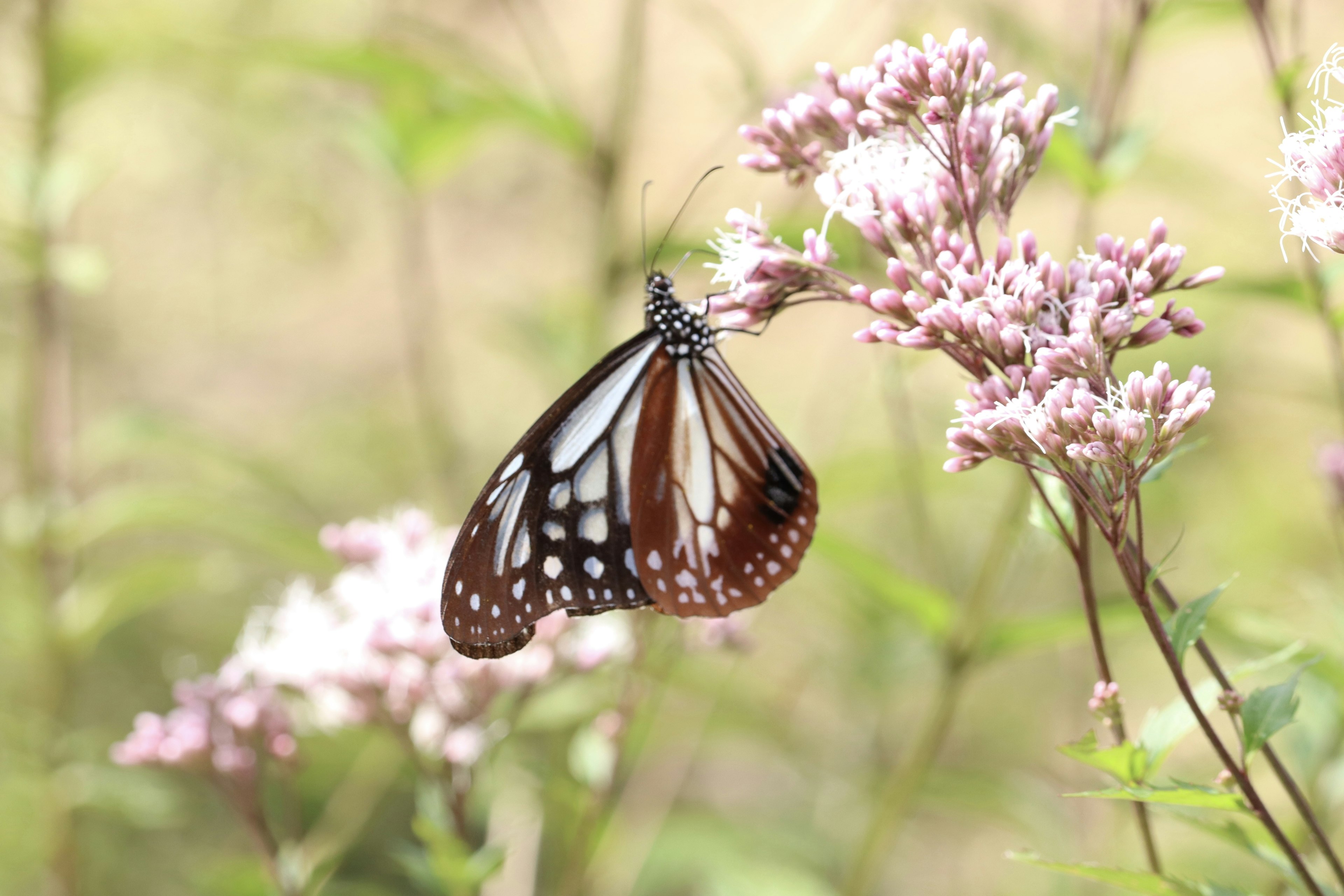 A beautiful butterfly hovering over light purple flowers