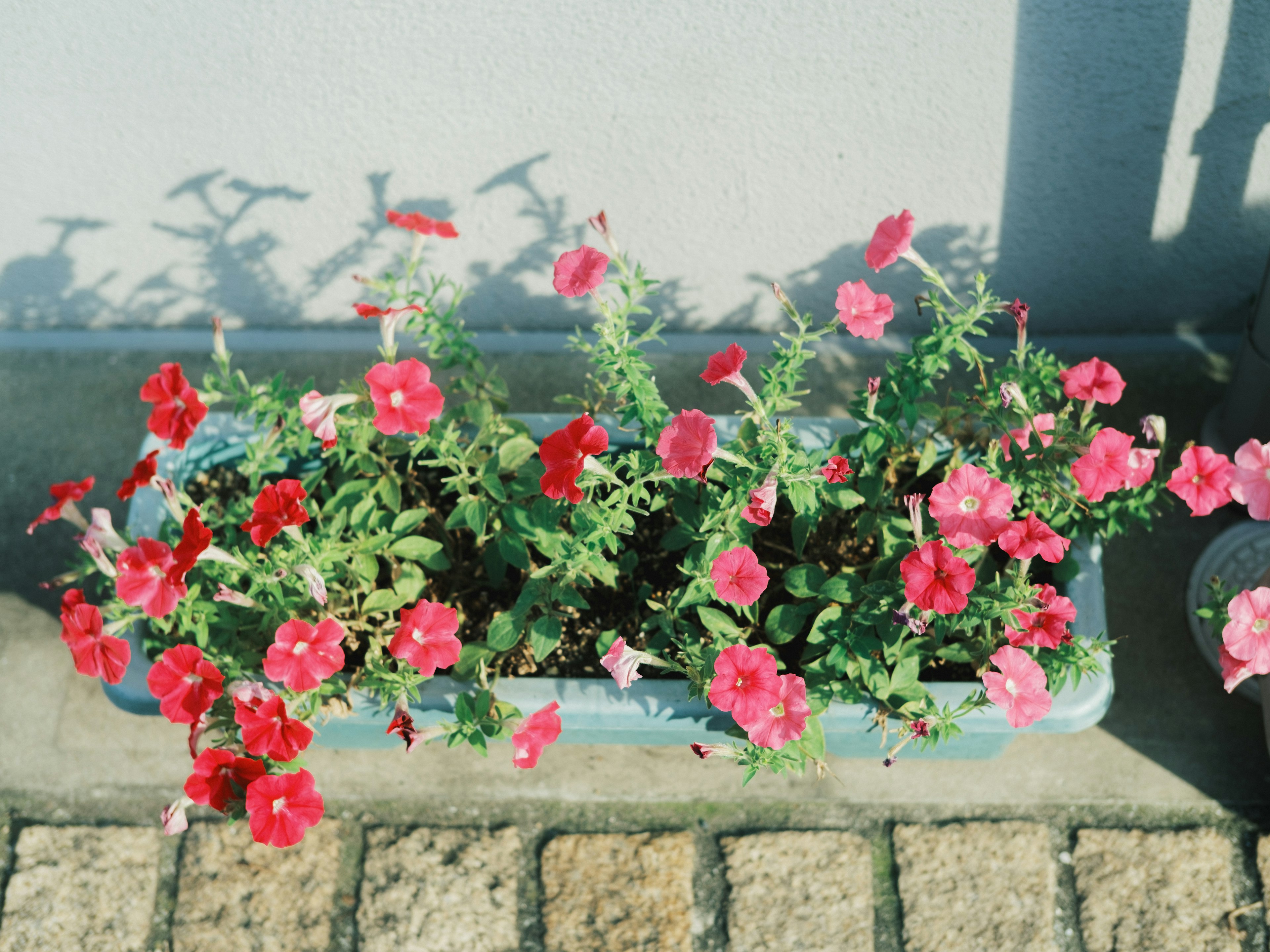 Petunias coloridas plantadas en una caja de flores