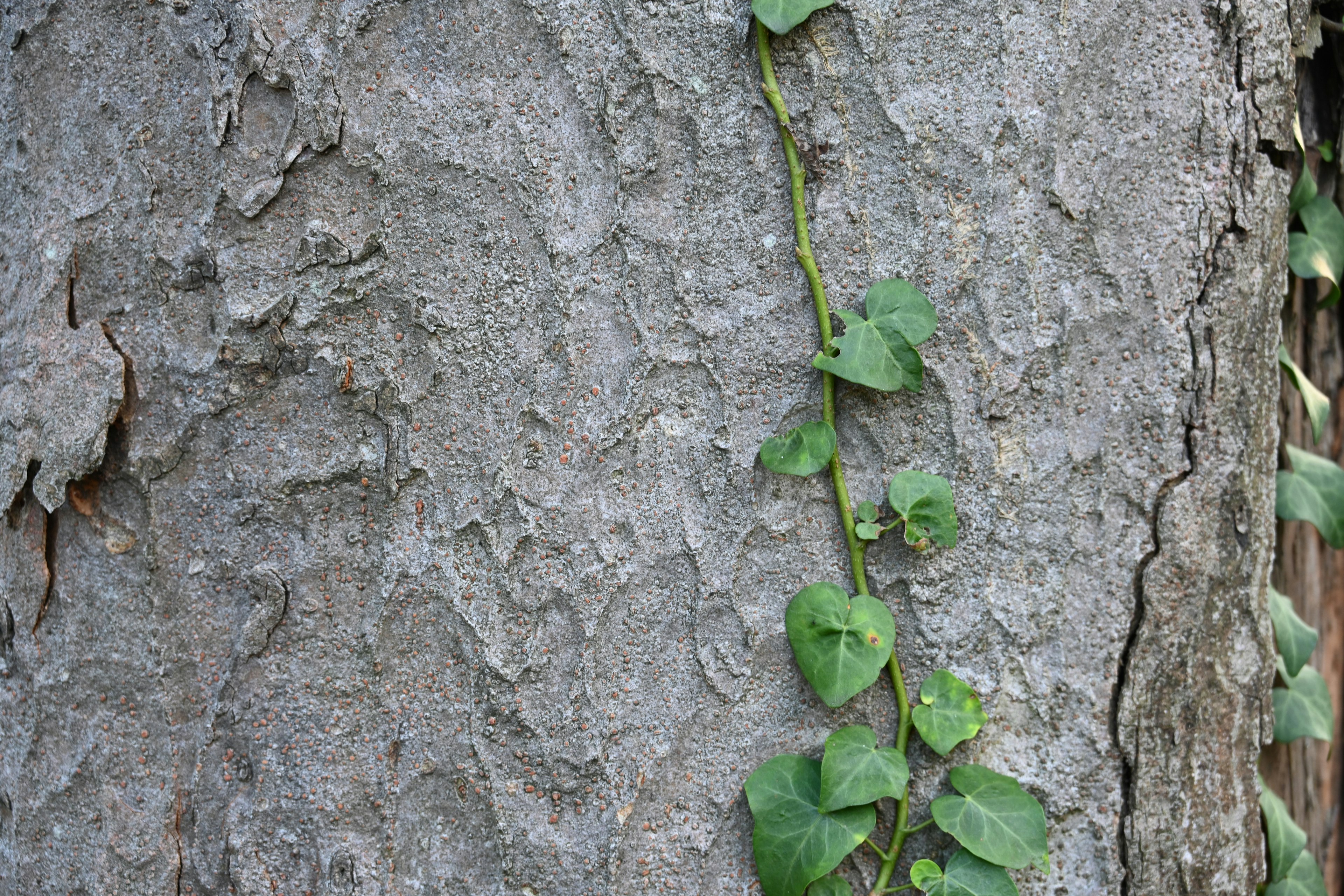 Primo piano di una pianta rampicante verde su un tronco d'albero