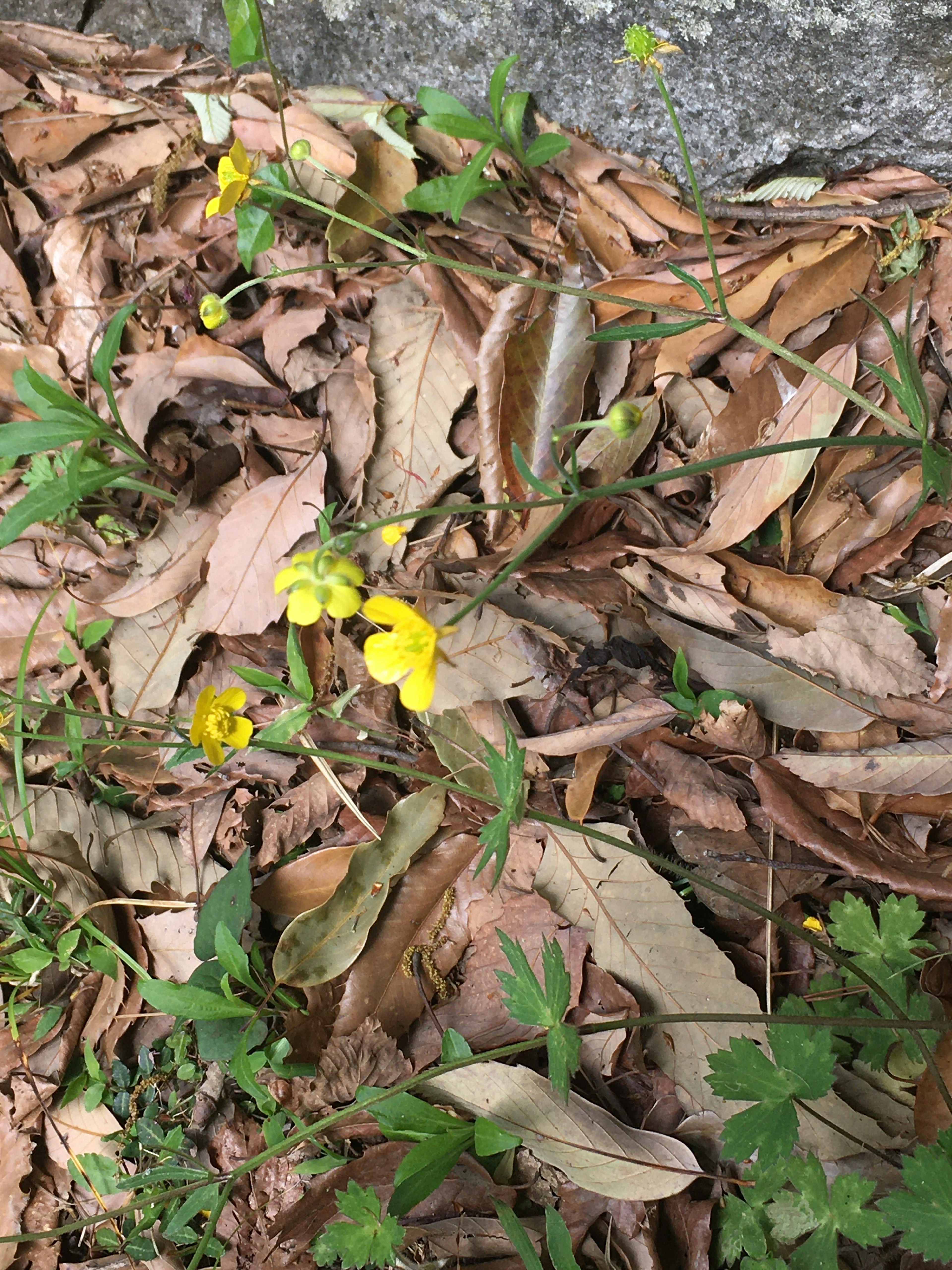 Petites fleurs jaunes émergeant parmi les feuilles mortes