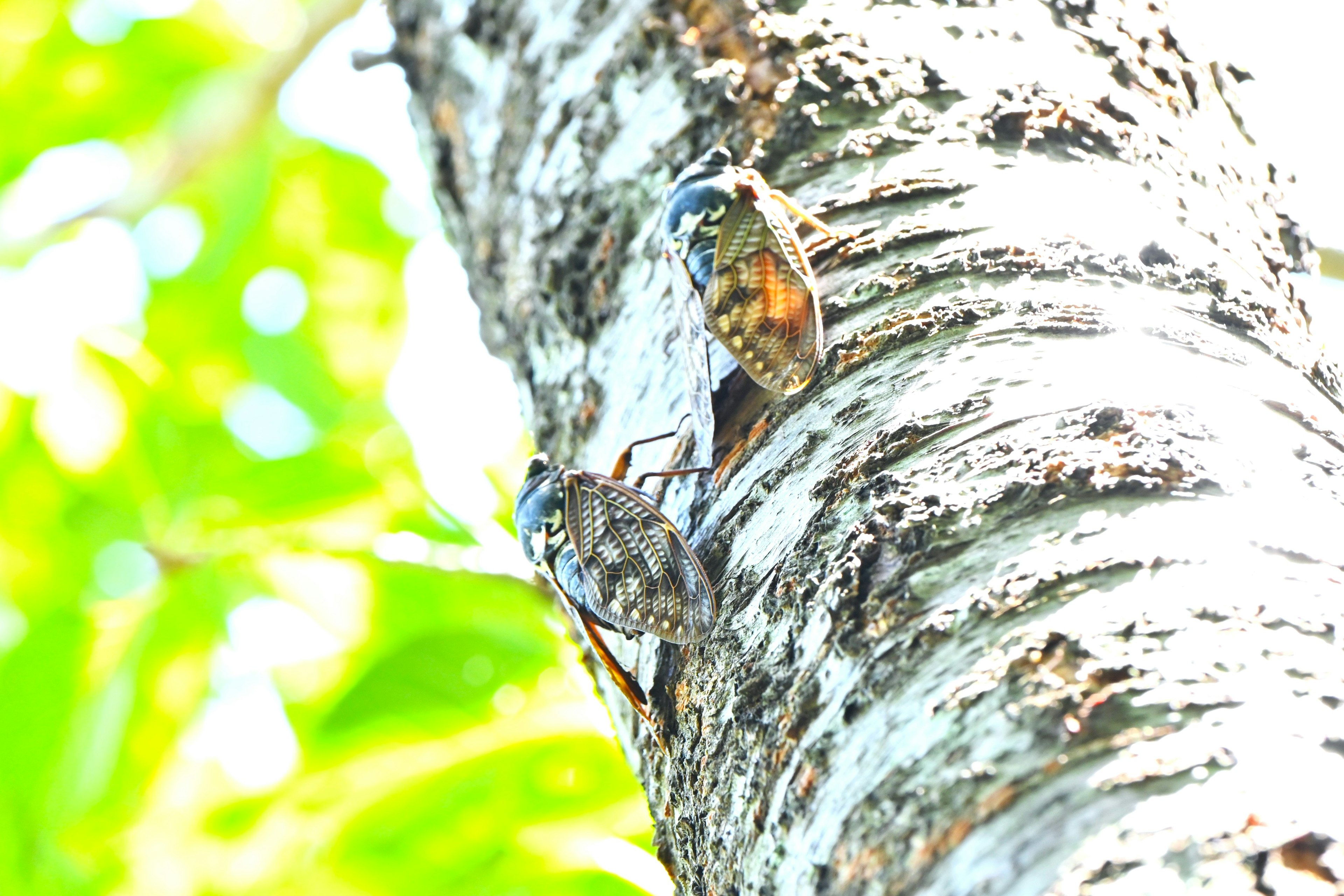 Two cicadas perched on a tree trunk with bright green background