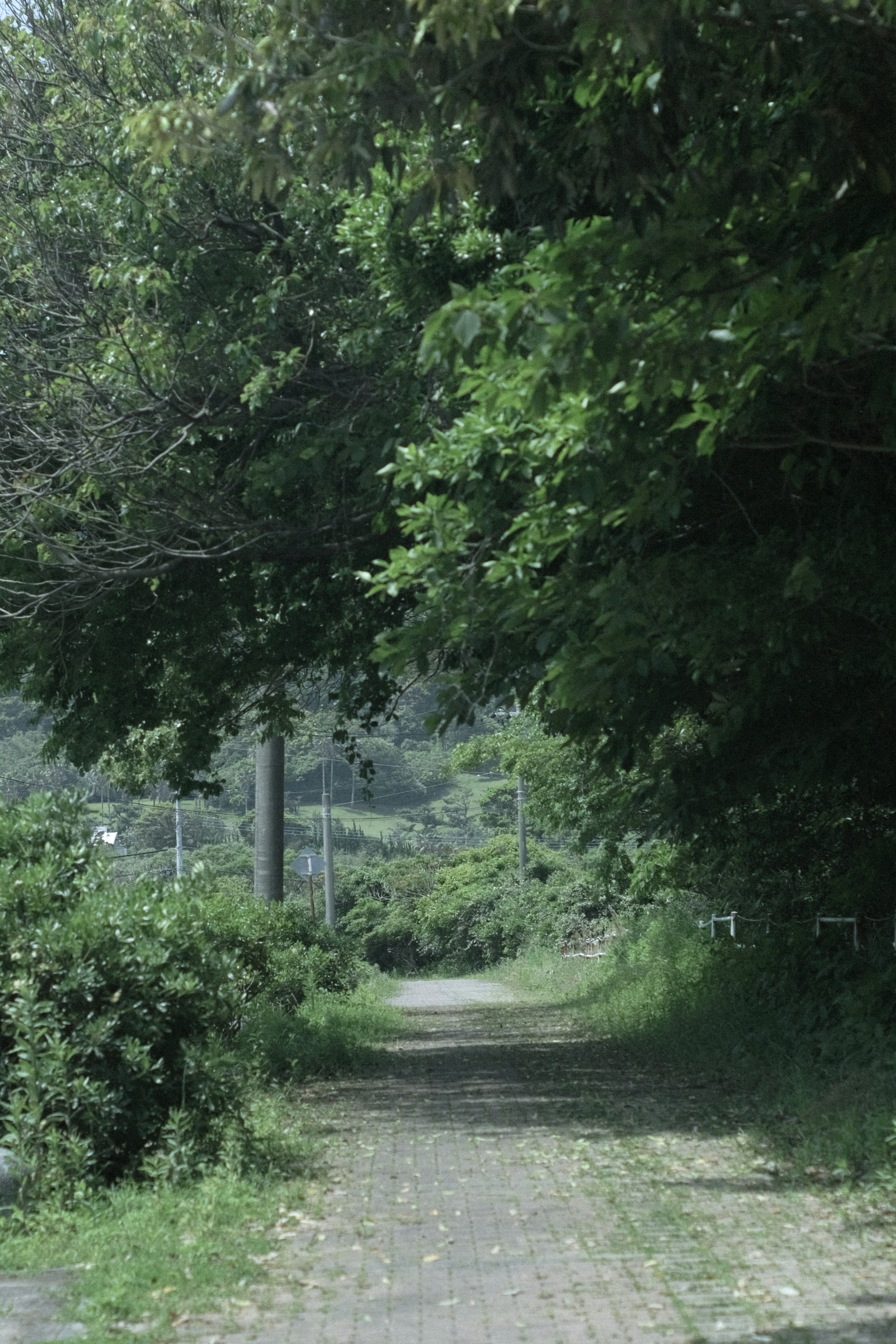 Un chemin serein entouré d'arbres verts luxuriants