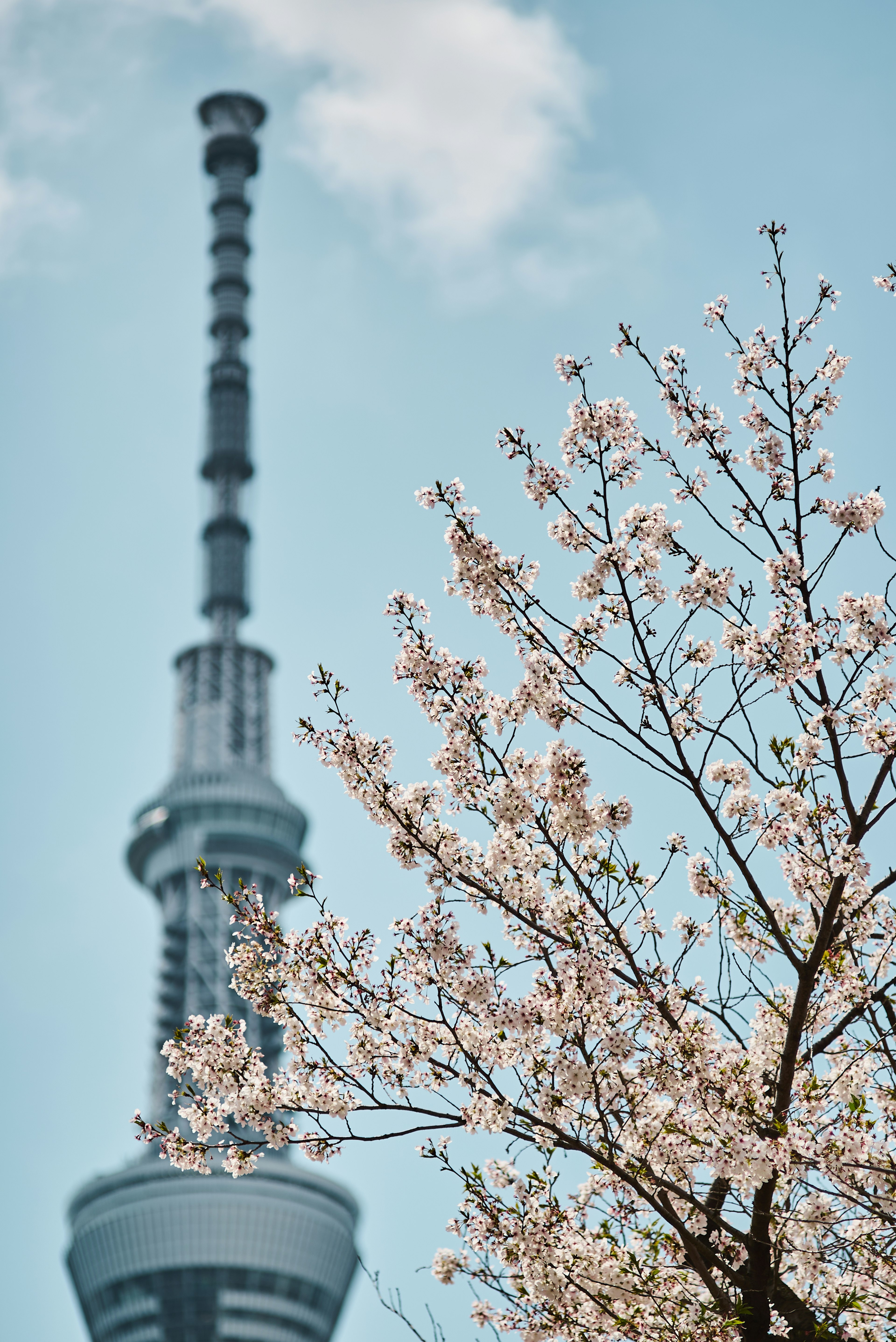 東京スカイツリーと桜の花が咲いている風景