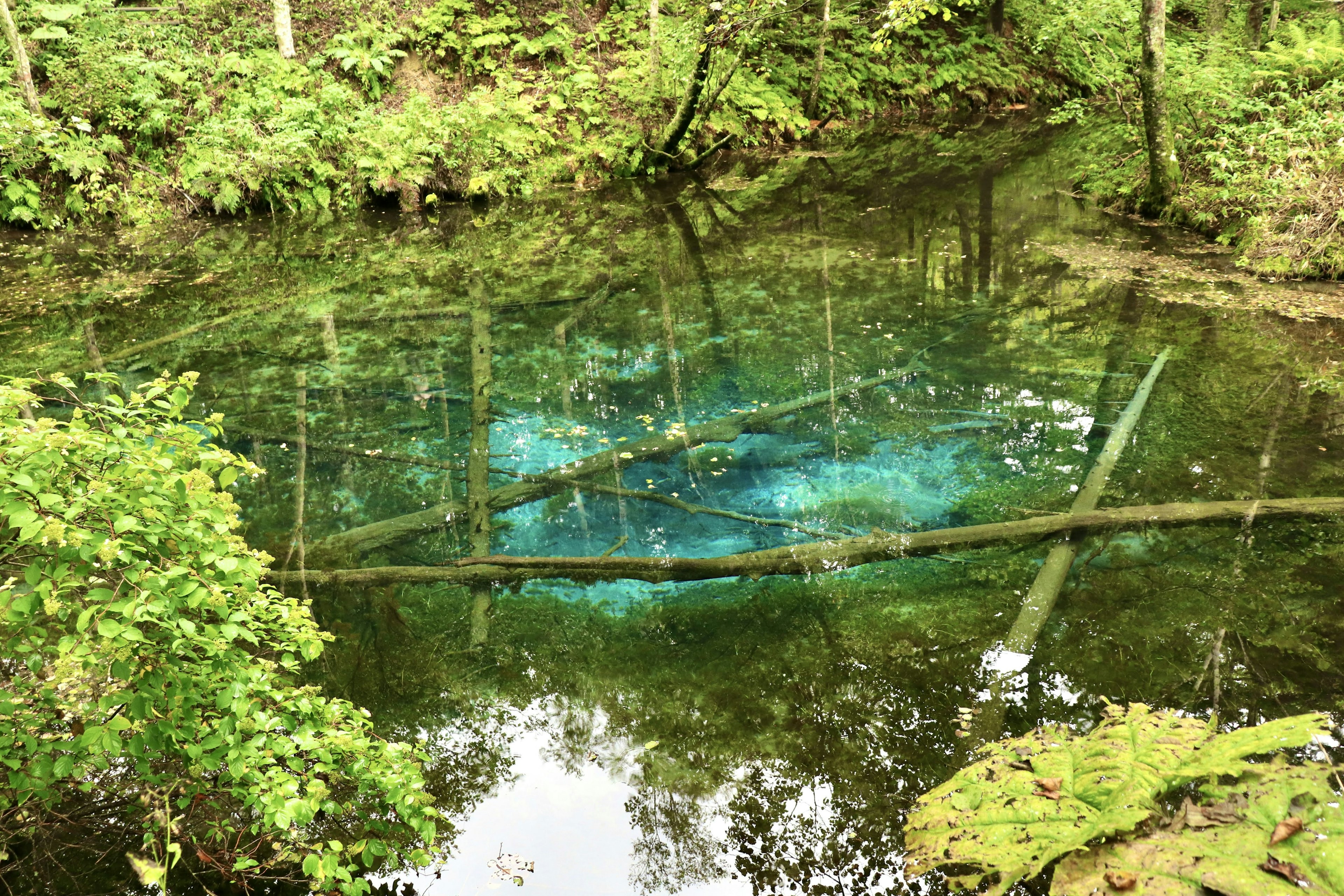 Kolam tenang dikelilingi pohon hijau dengan pantulan biru