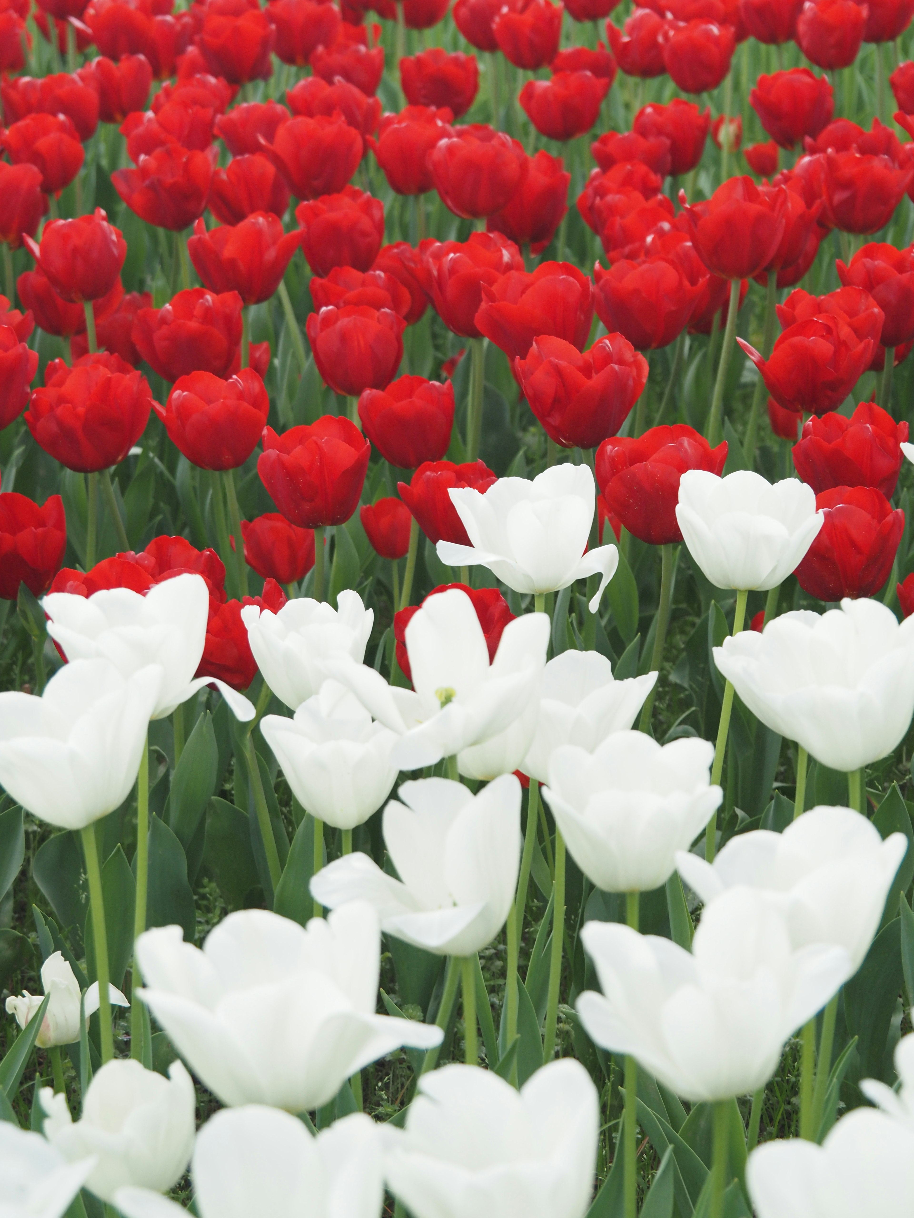 Un paisaje hermoso con tulipanes rojos y blancos vibrantes