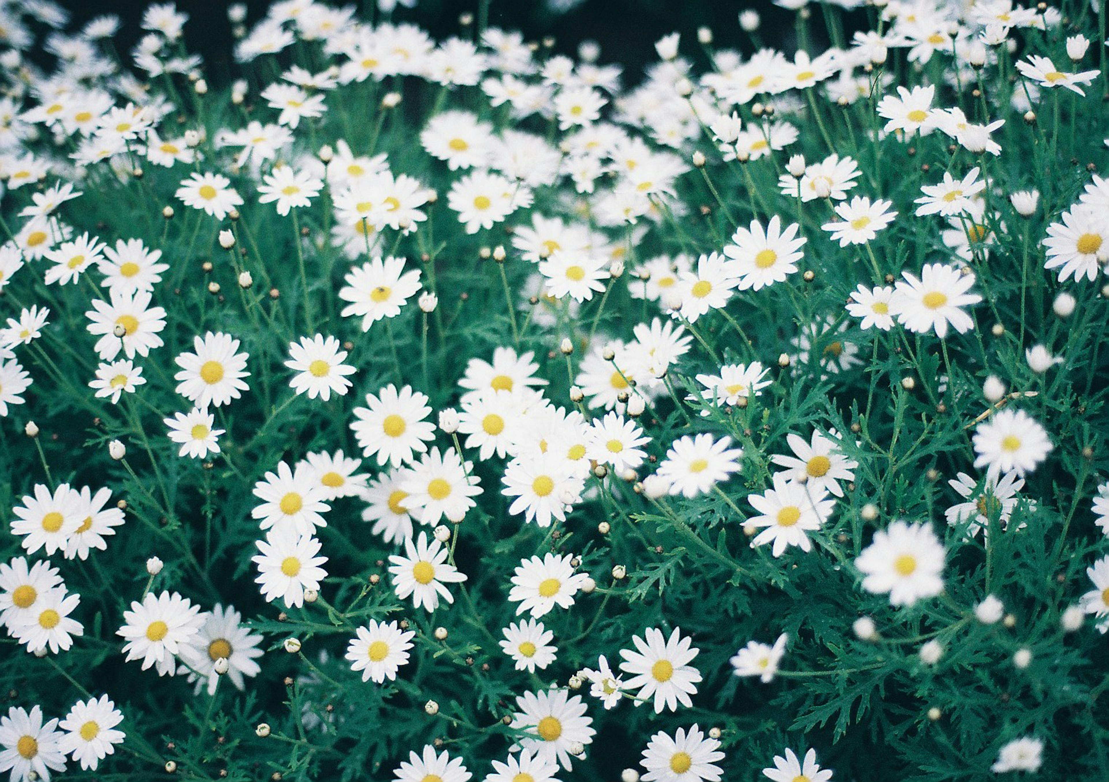 白い花が咲き誇る緑の背景の中の花畑