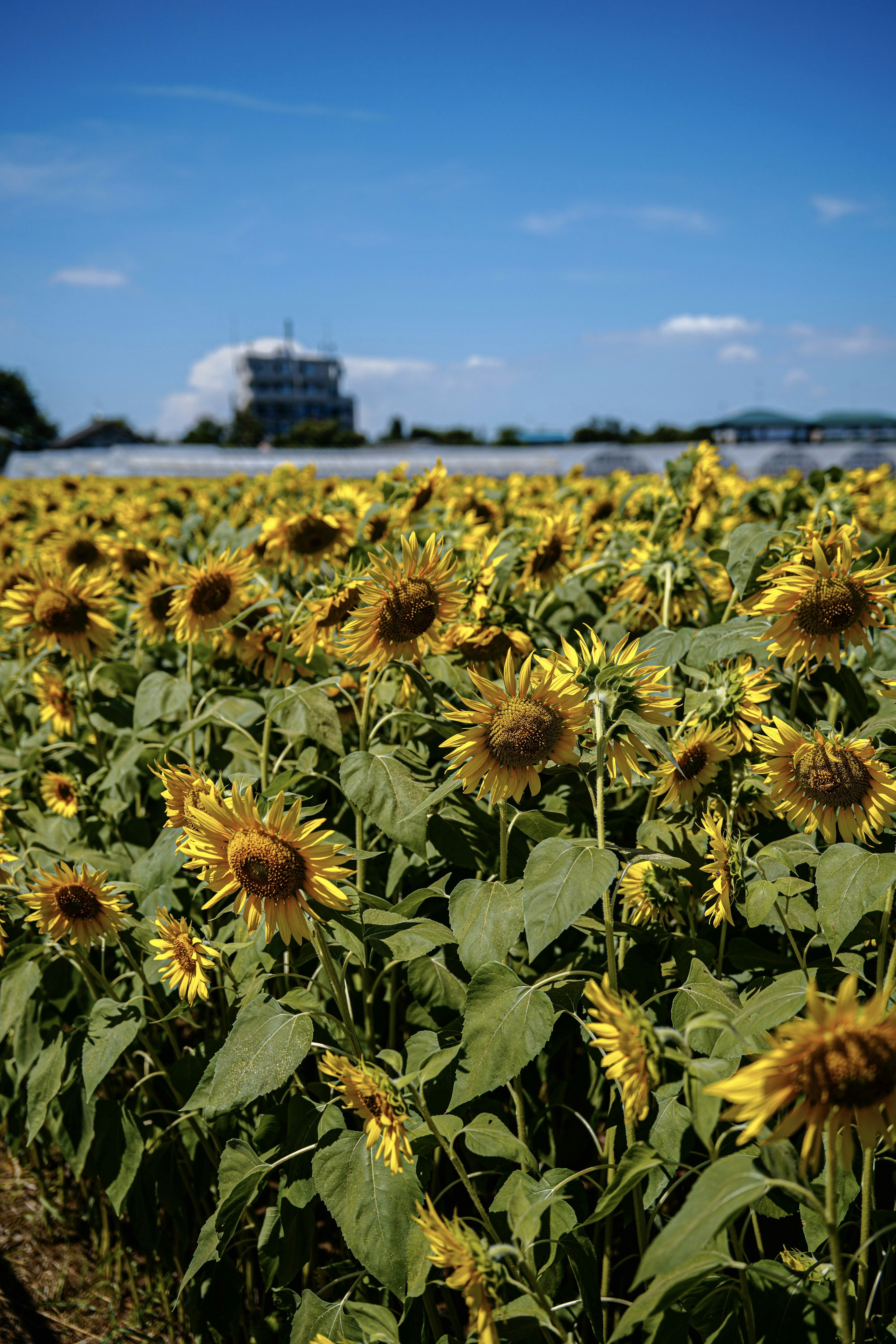 Champ de tournesols sous un ciel bleu clair