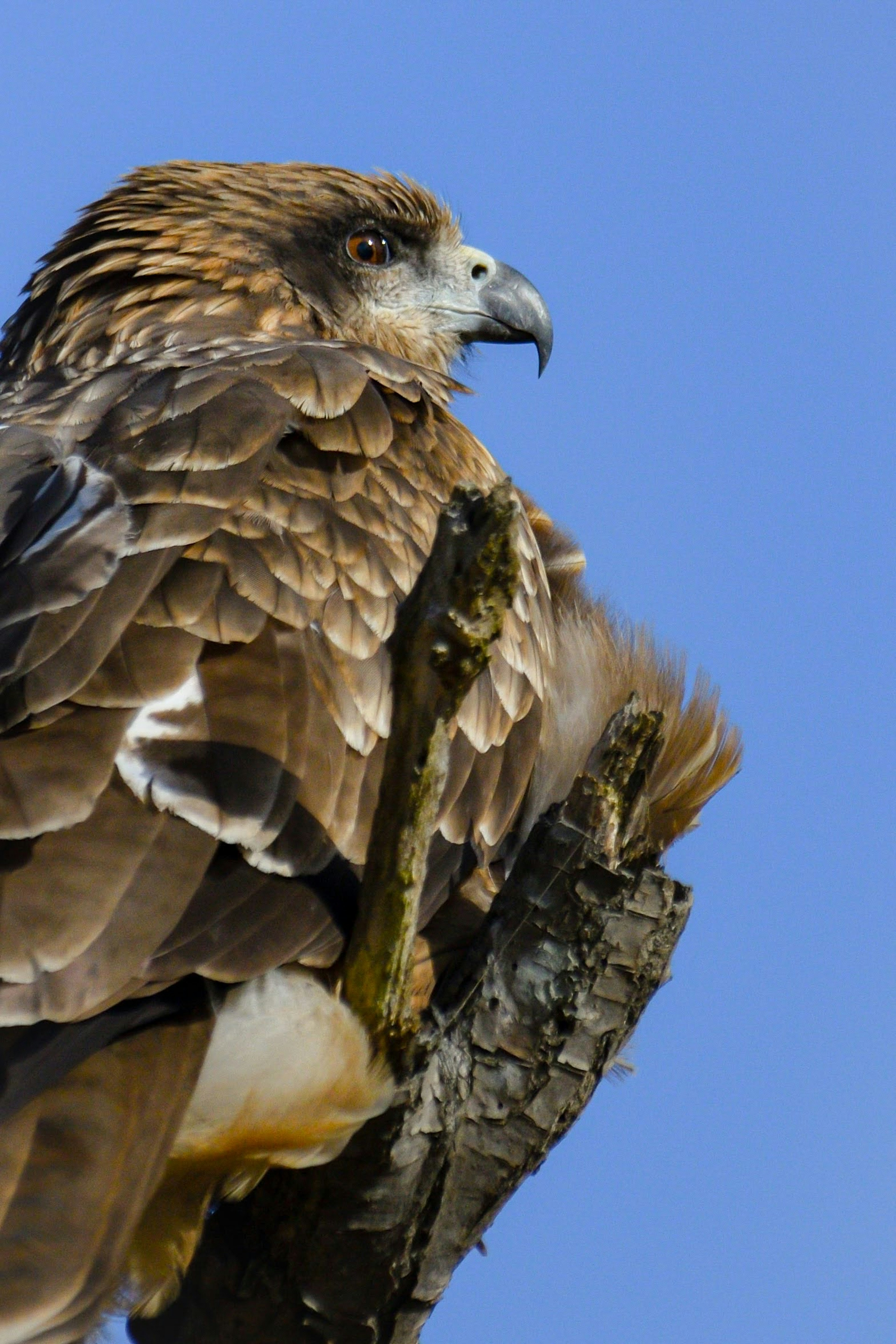 Un faucon perché sur une branche avec des plumes brunes