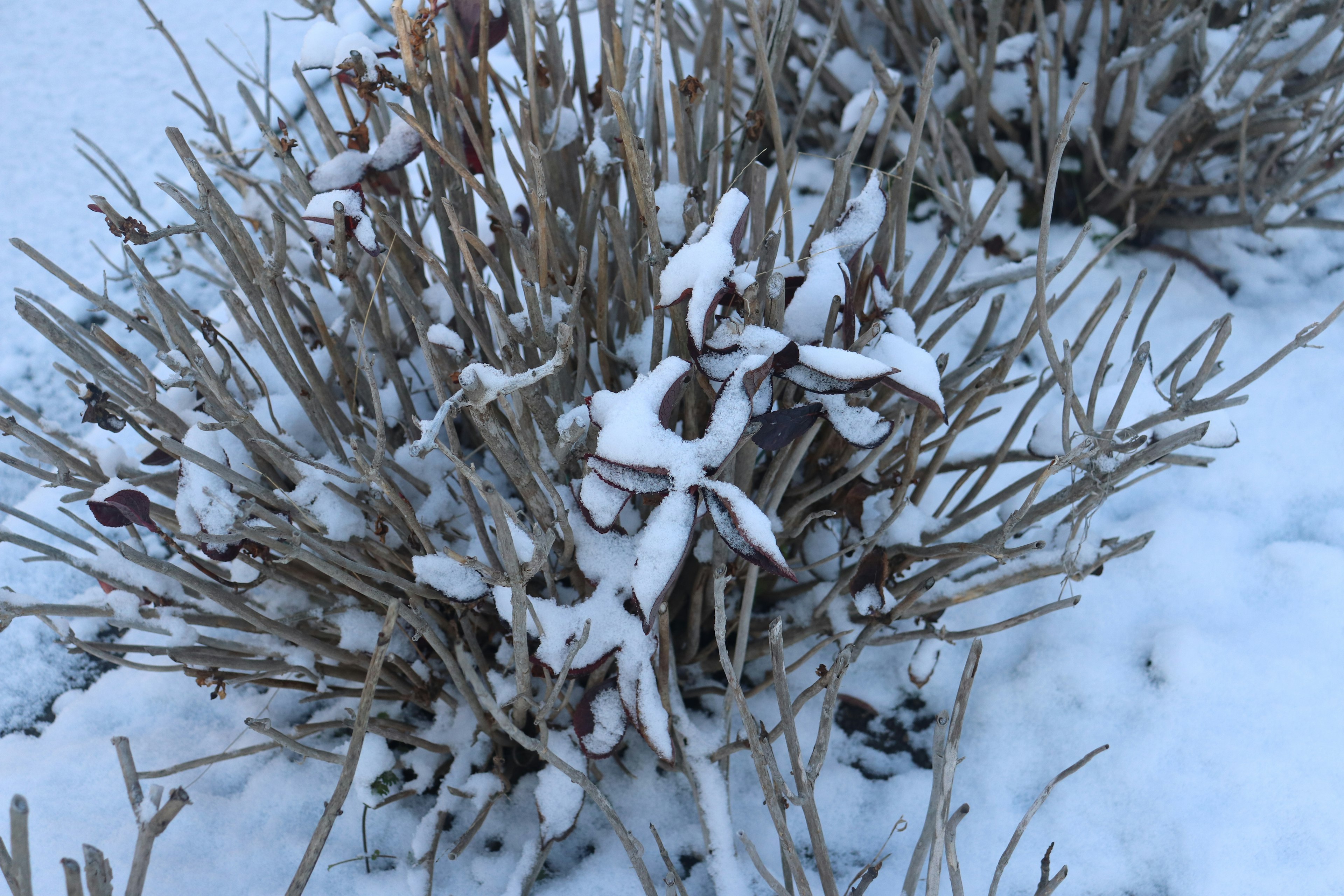 Ein mit Schnee bedeckter Busch in einer Winterlandschaft