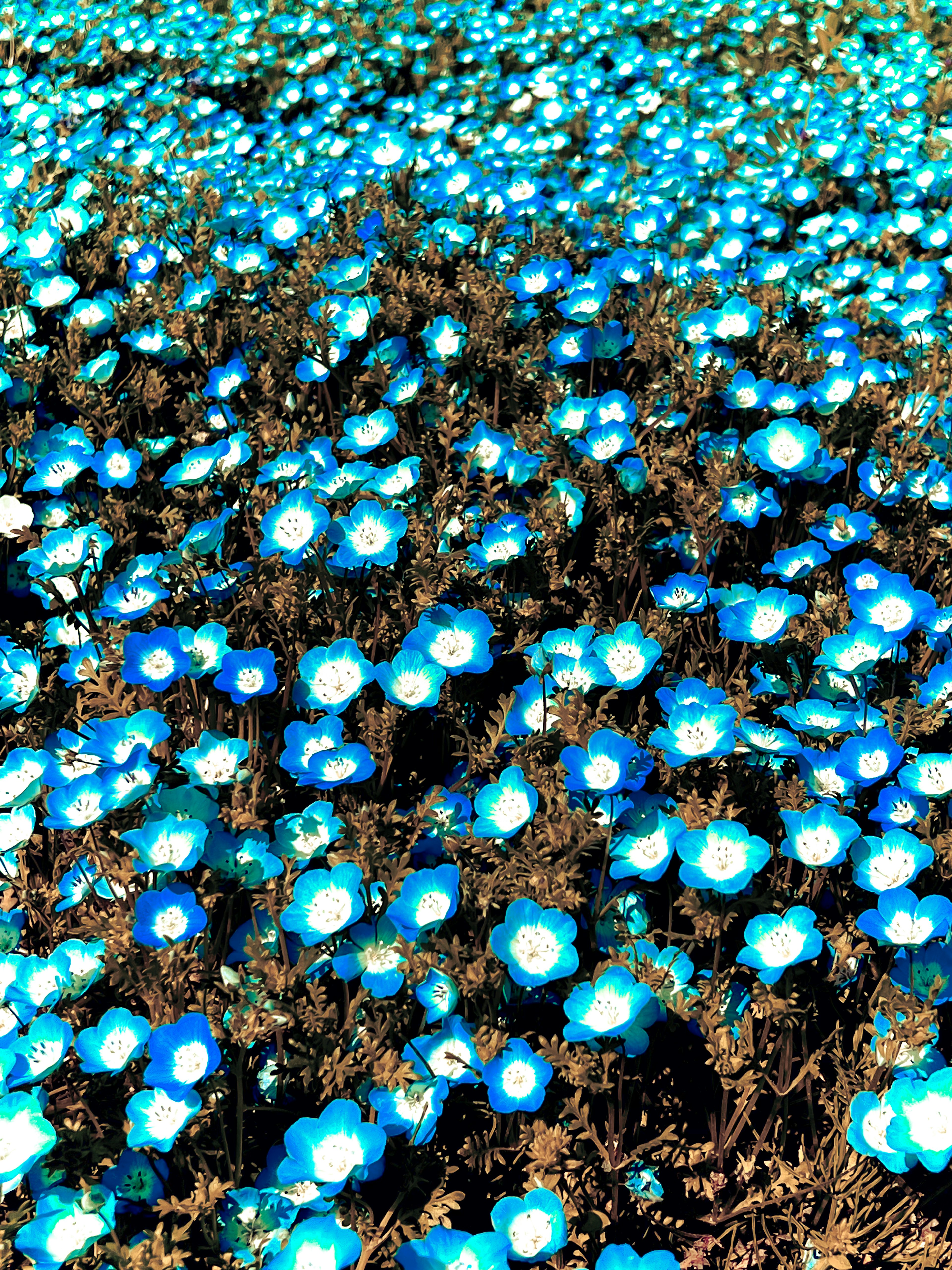 Un campo de flores azules vibrantes en plena floración