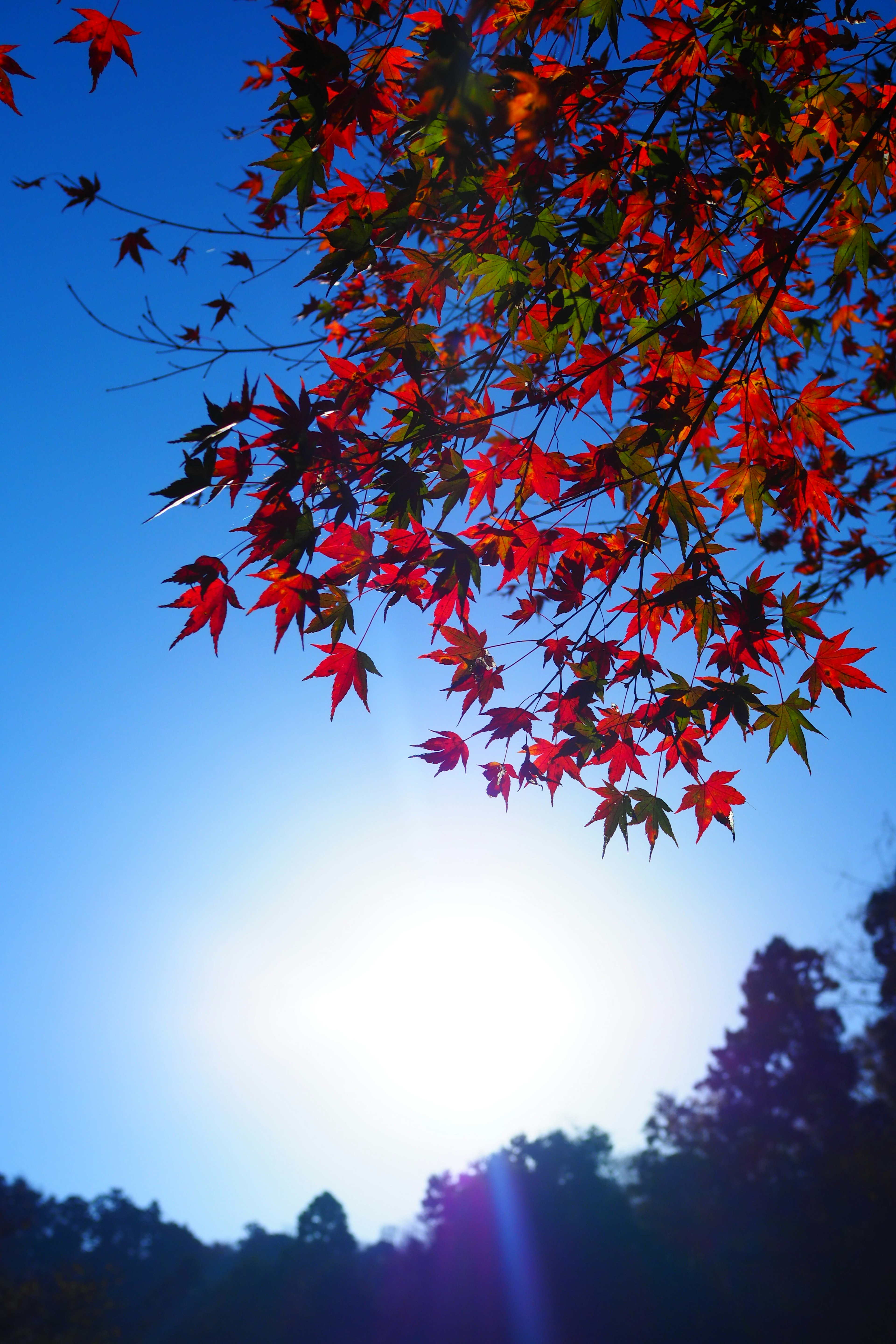 Foglie di acero rosse vivaci contro un cielo blu chiaro