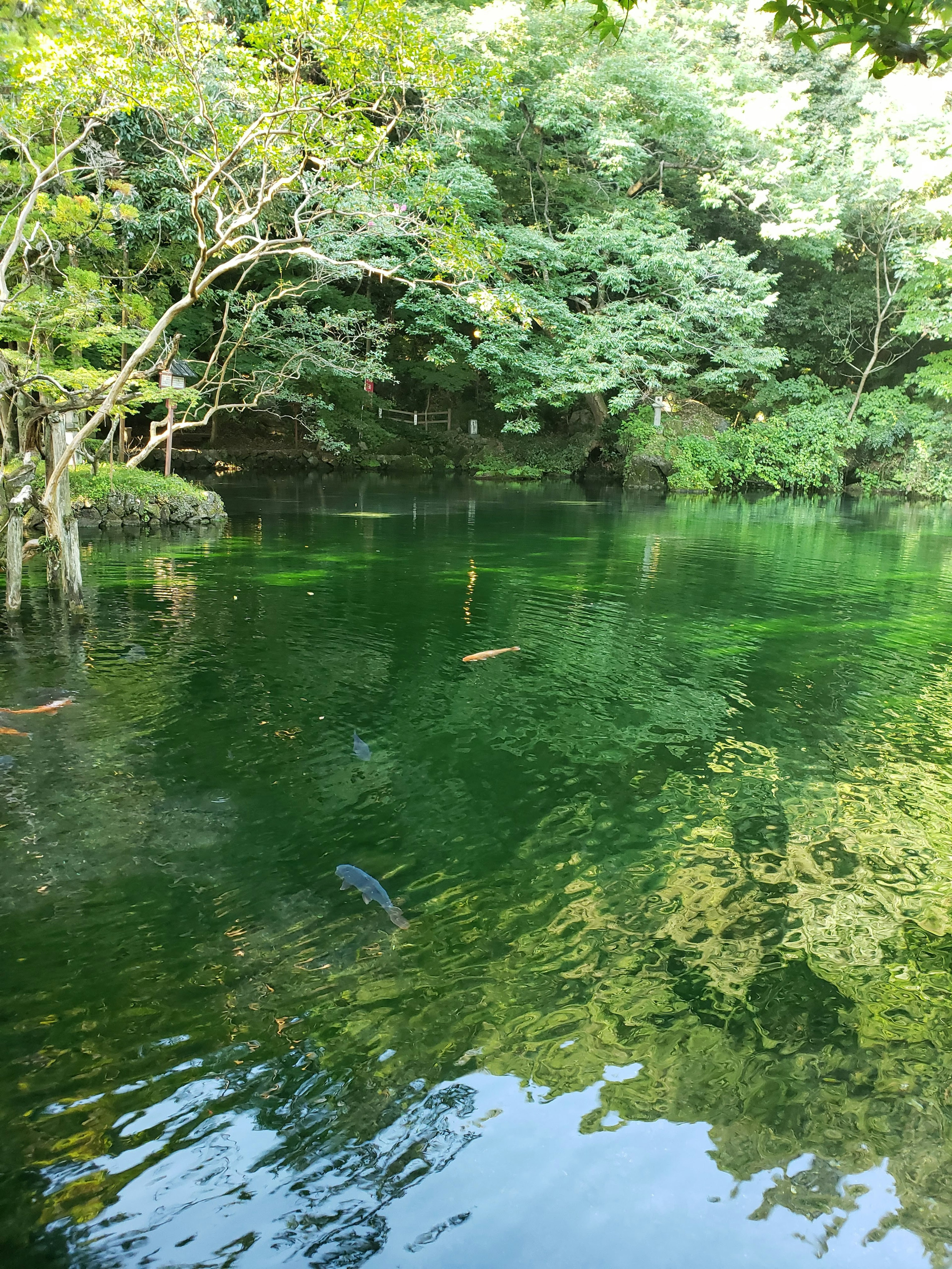 Kolam tenang dikelilingi hutan hijau subur