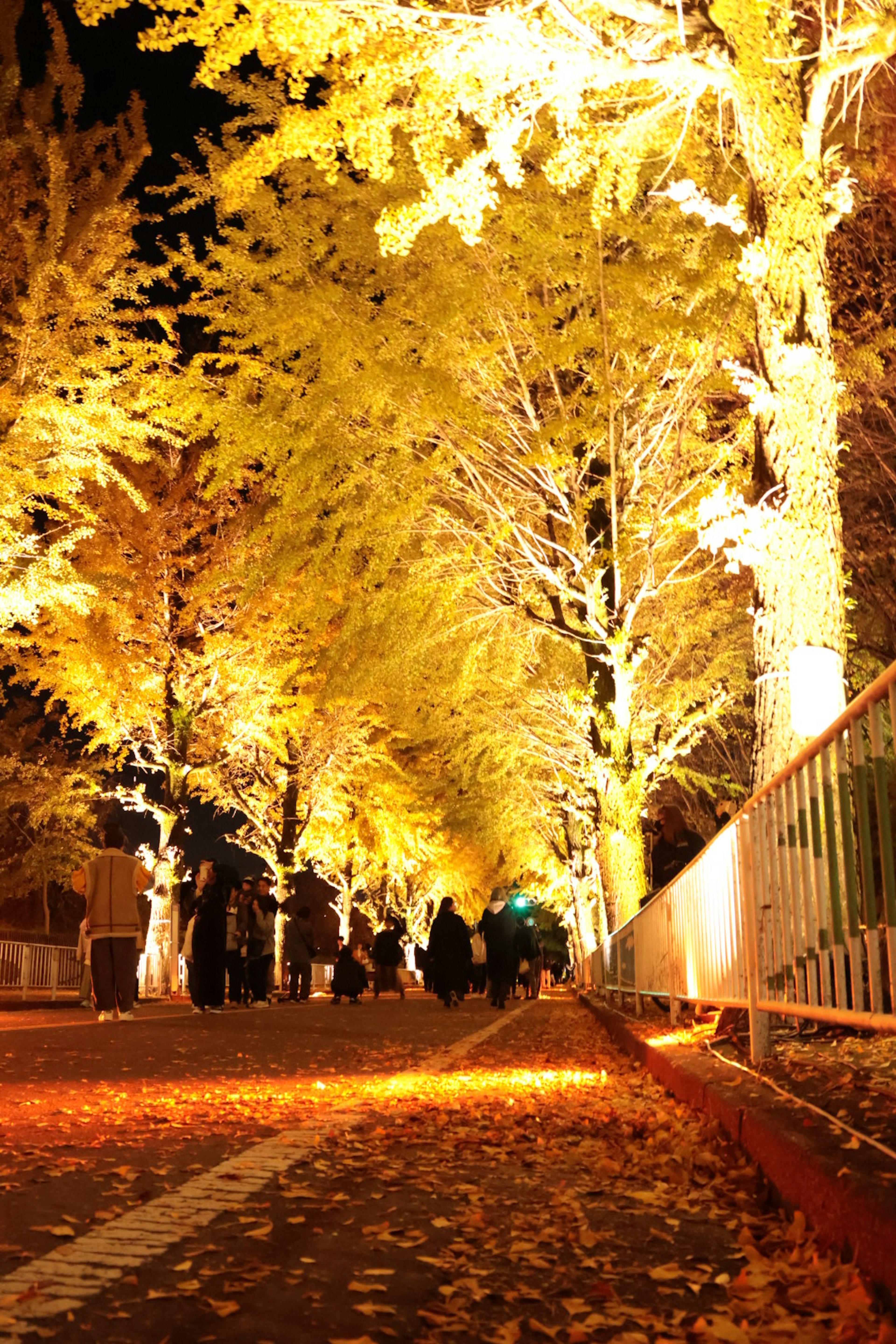 Orang-orang berjalan di sepanjang jalan yang diterangi oleh pohon ginkgo kuning di malam hari