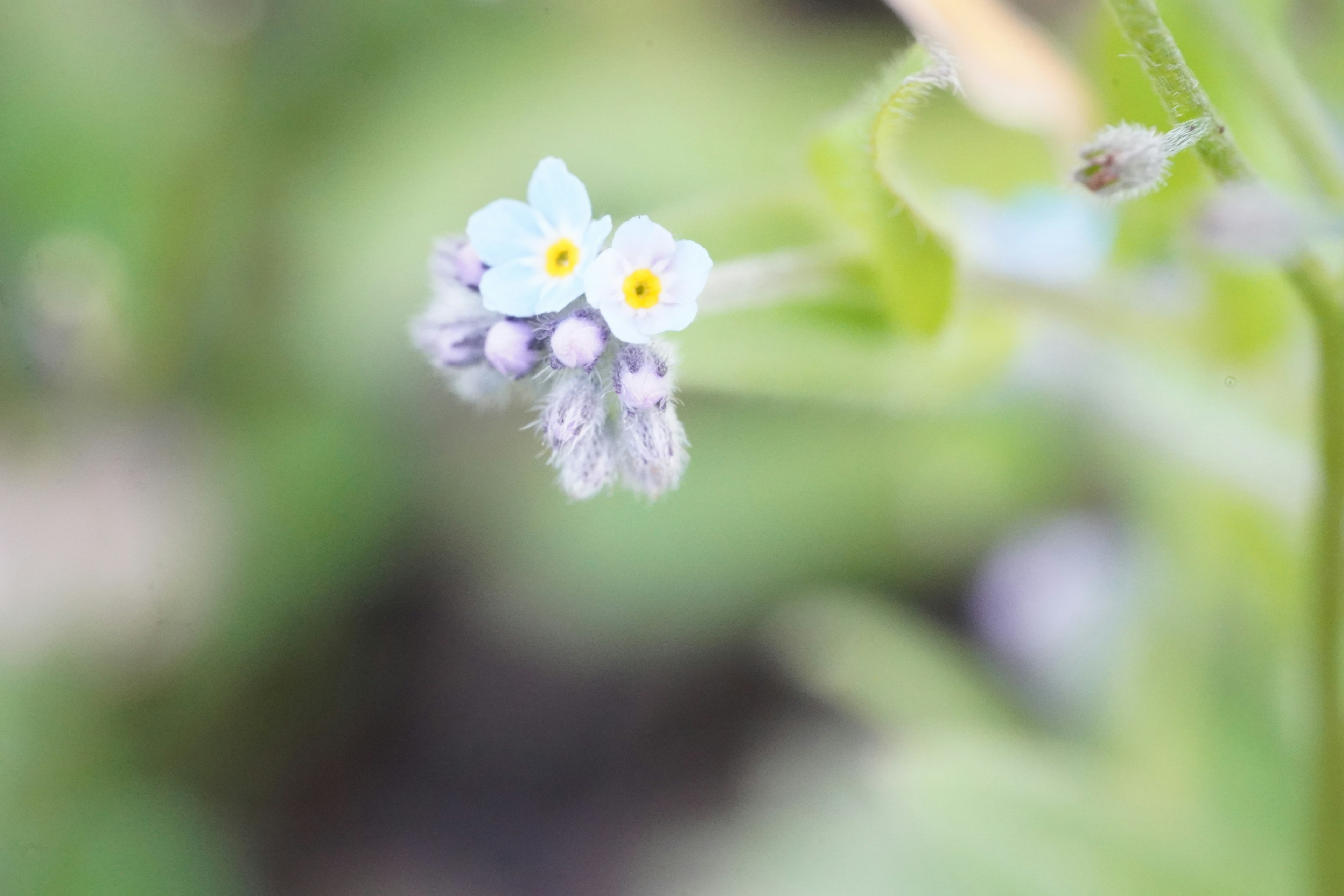 Petites fleurs bleues avec des centres jaunes sur un fond vert