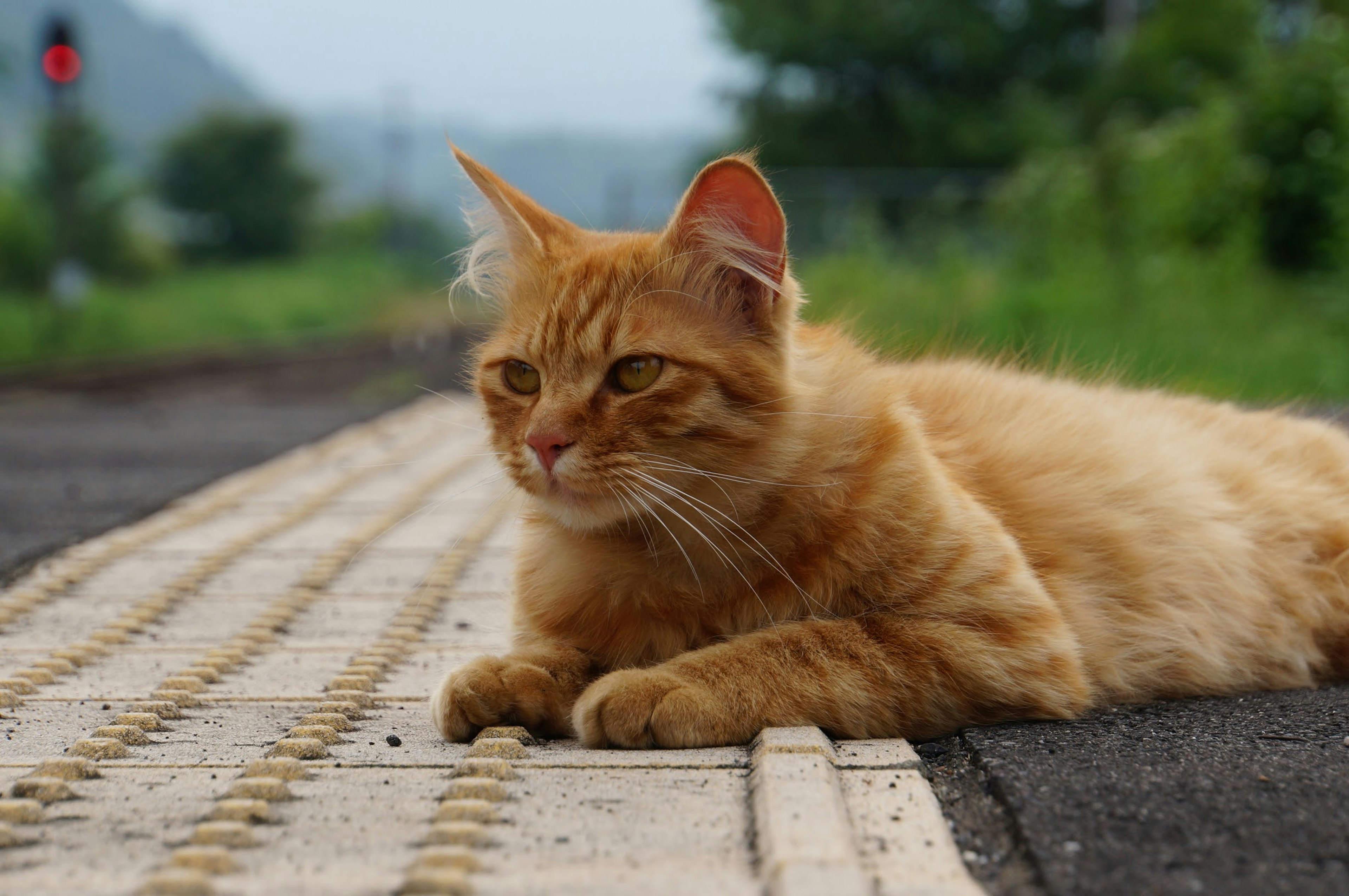 Un gatto arancione sdraiato lungo la strada su una superficie testurizzata