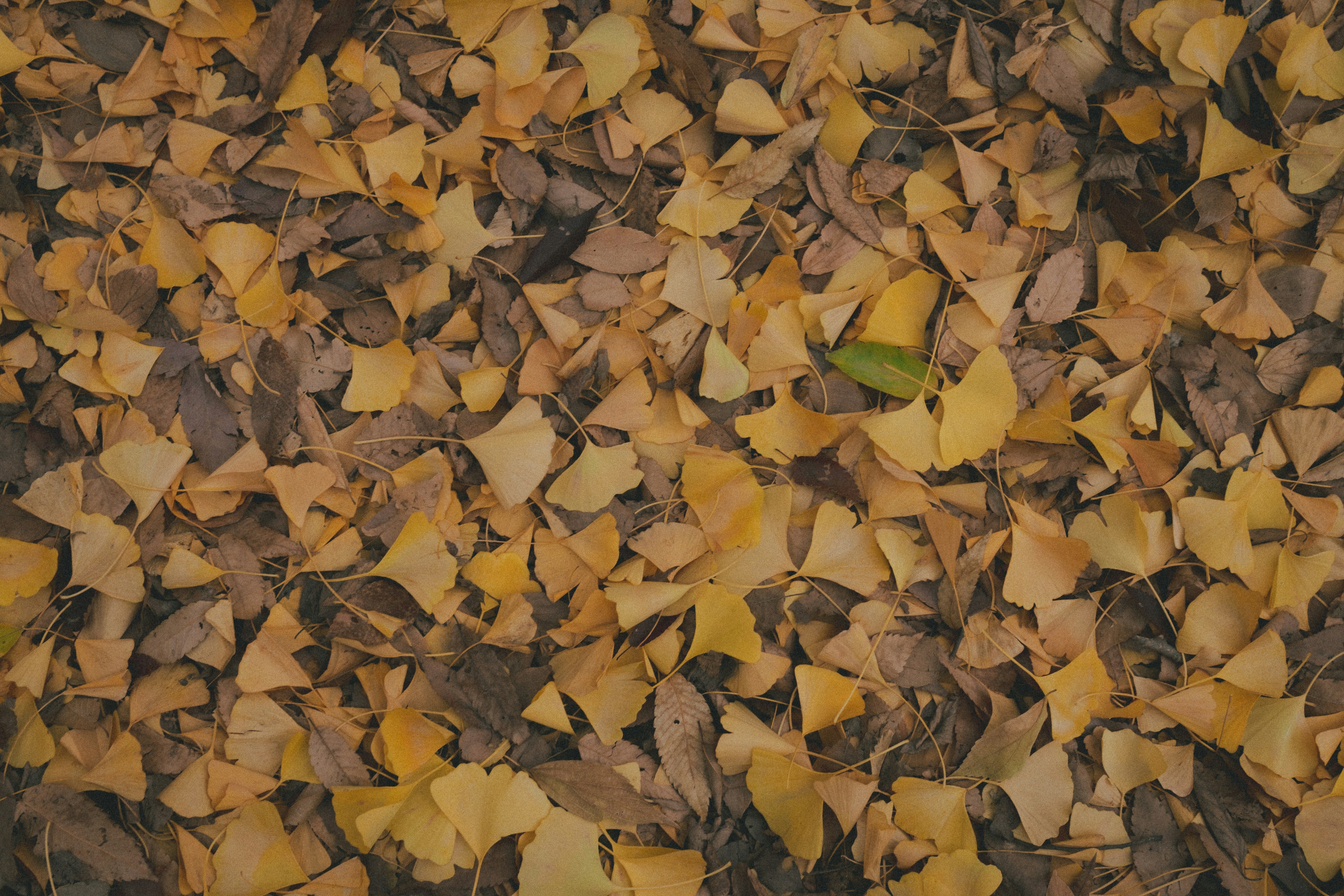 Colorful autumn leaves scattered on the ground