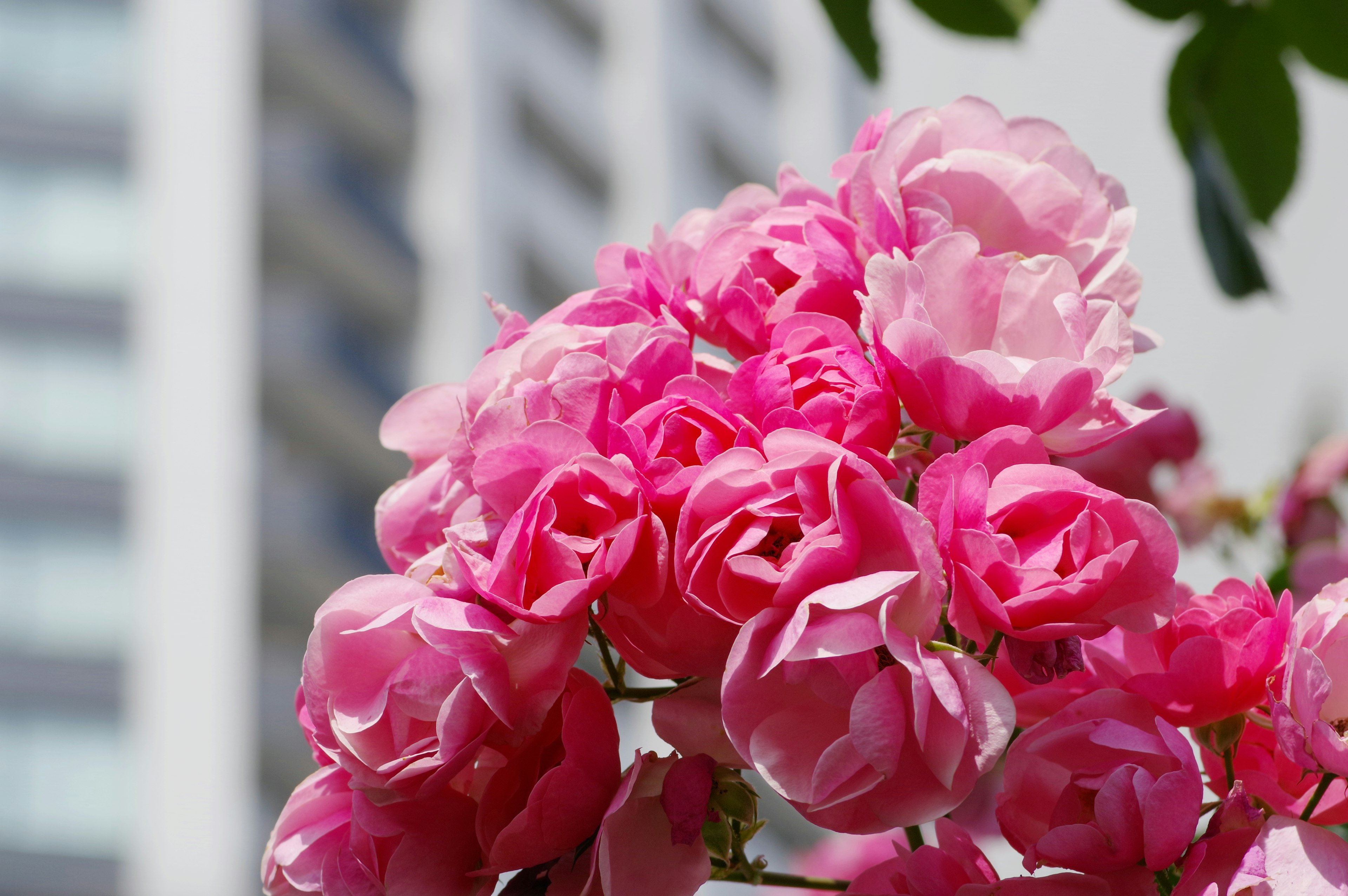 Vibrant pink roses in full bloom with a high-rise building in the background