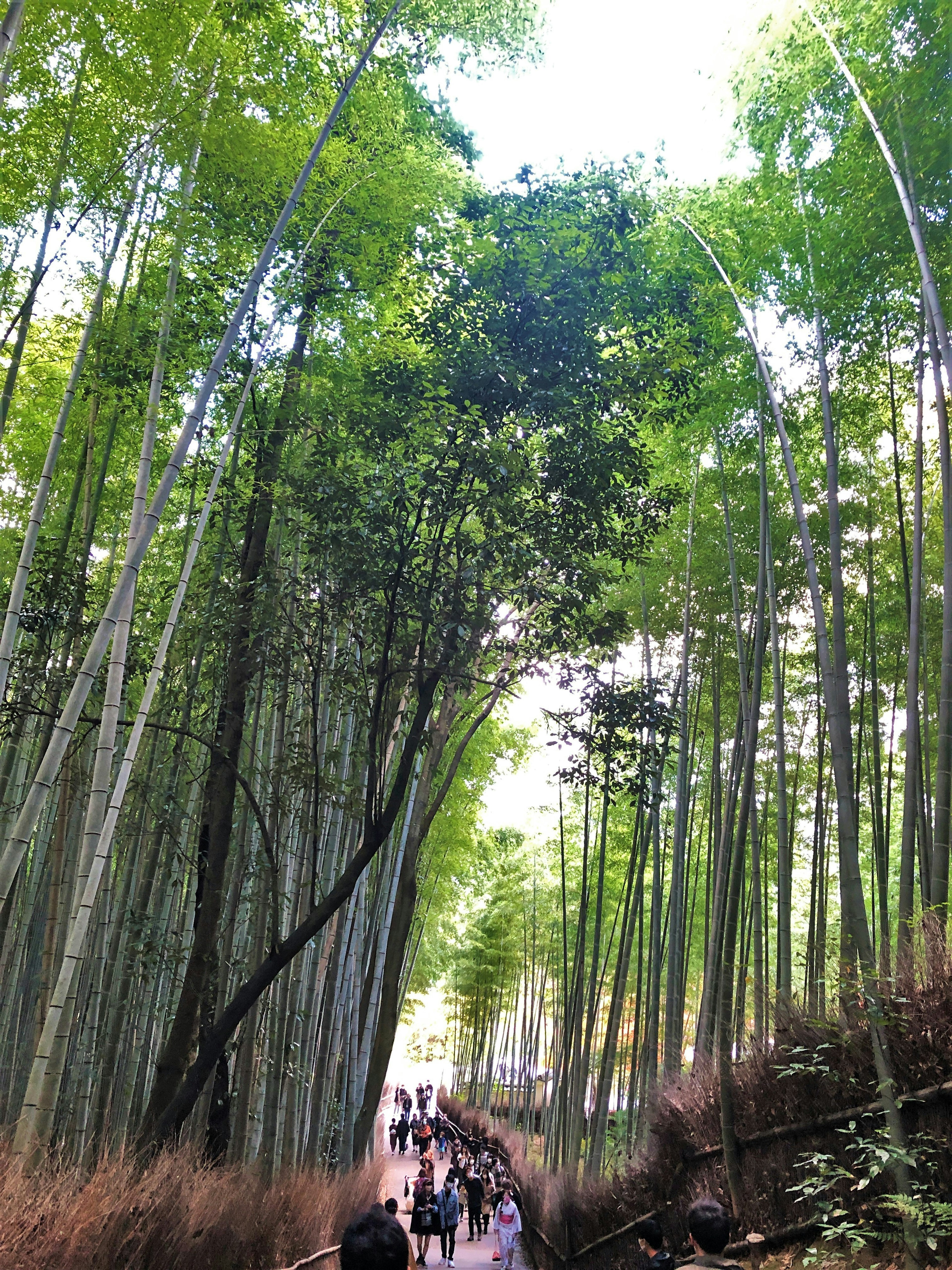 Jalan setapak melalui hutan bambu yang rimbun dengan orang-orang yang berjalan