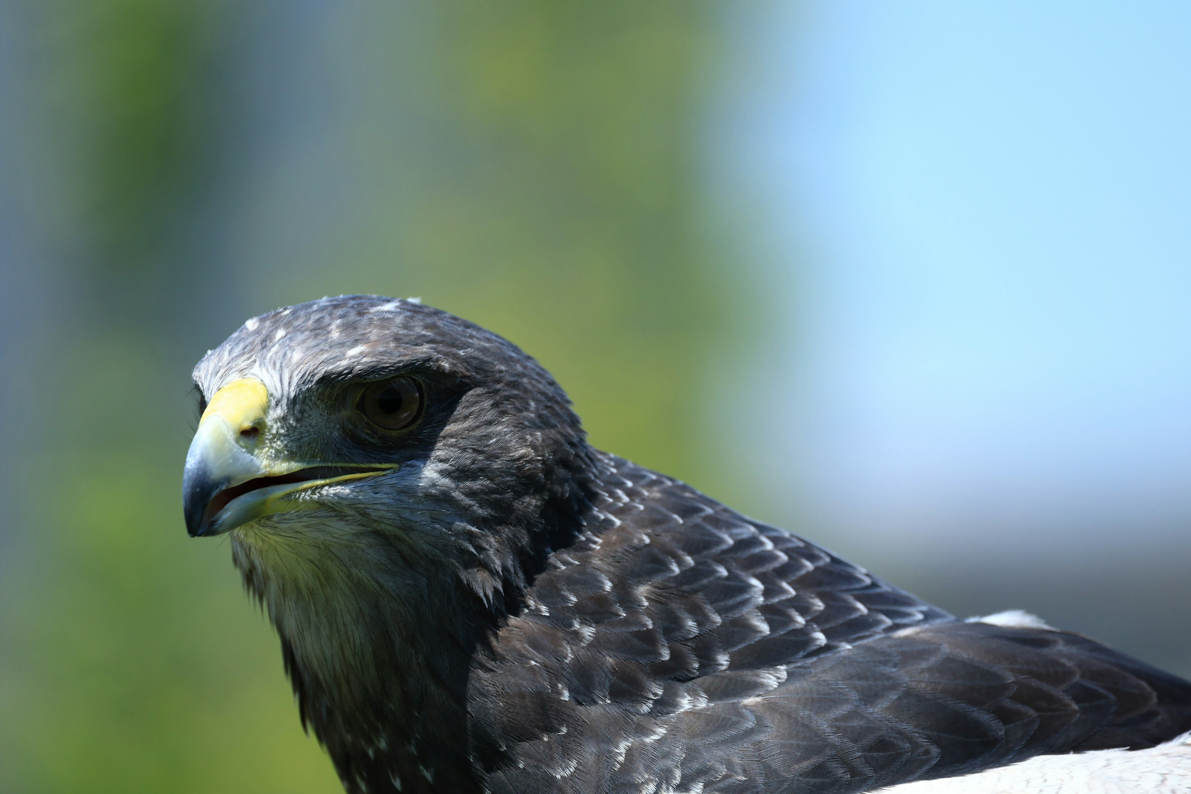 Close-up of a dark-feathered hawk with a bright background