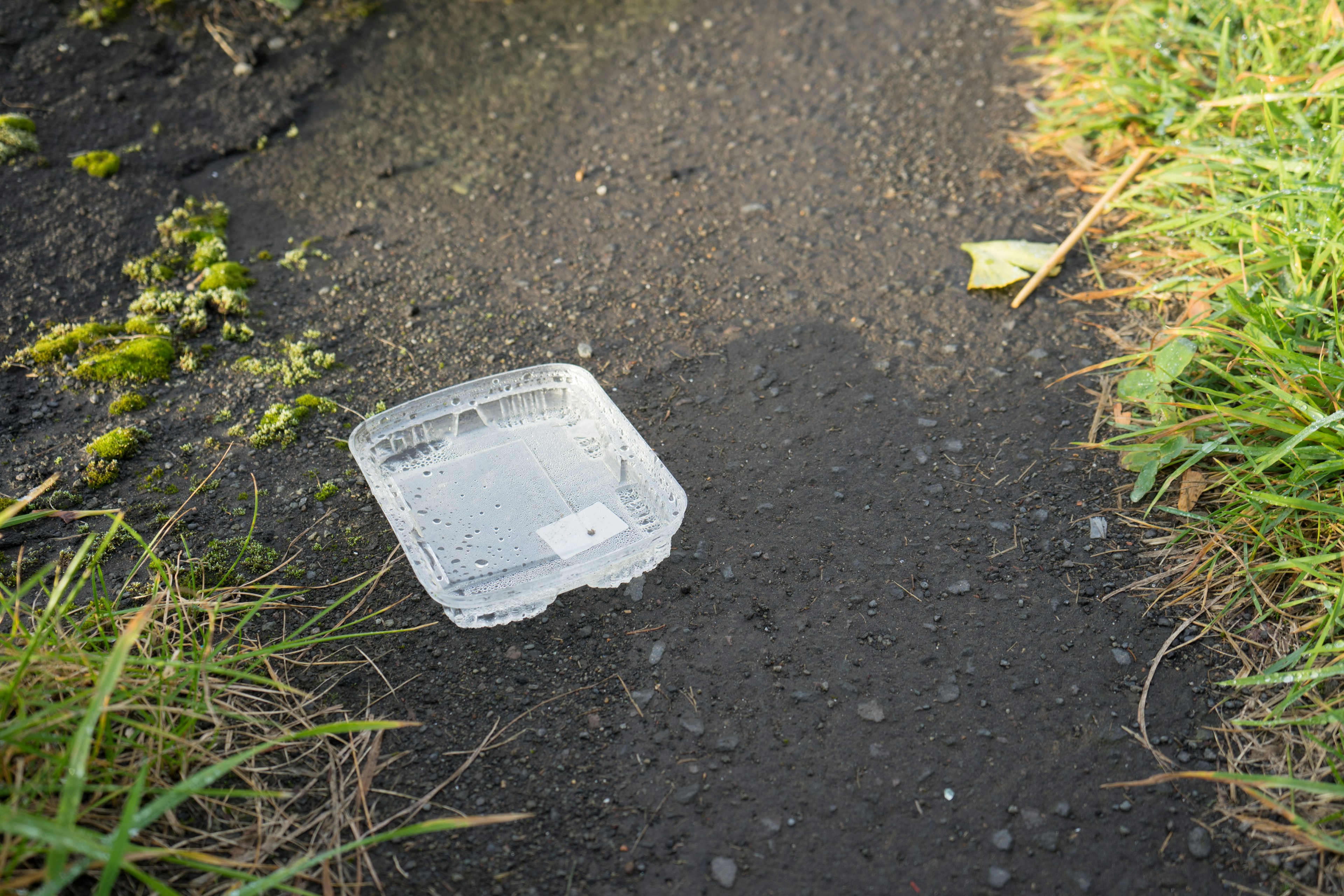 Wadah plastik transparan di tepi jalan setapak yang dikelilingi rumput dan gulma