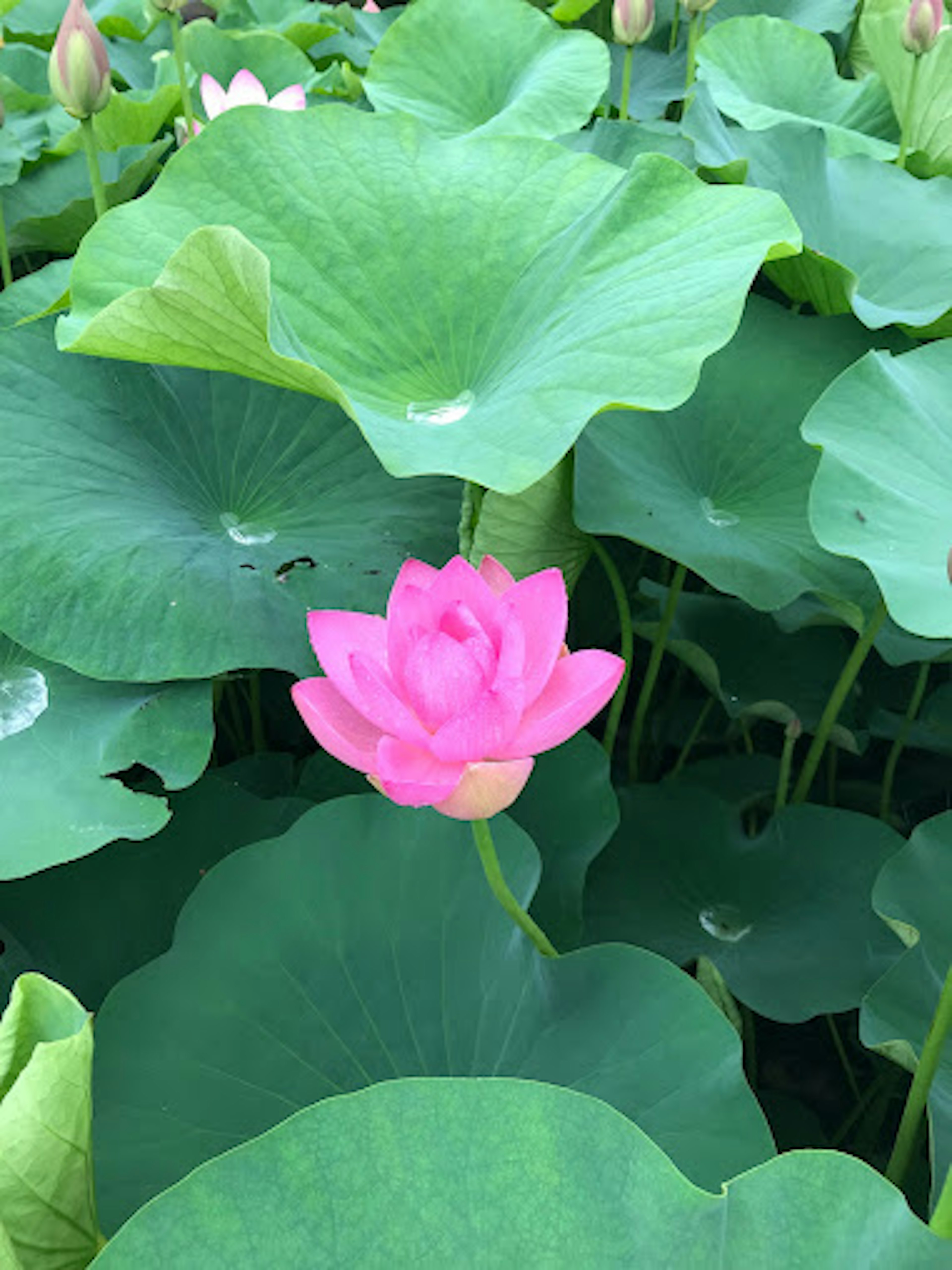 Vibrant pink lotus flower blooming among green leaves