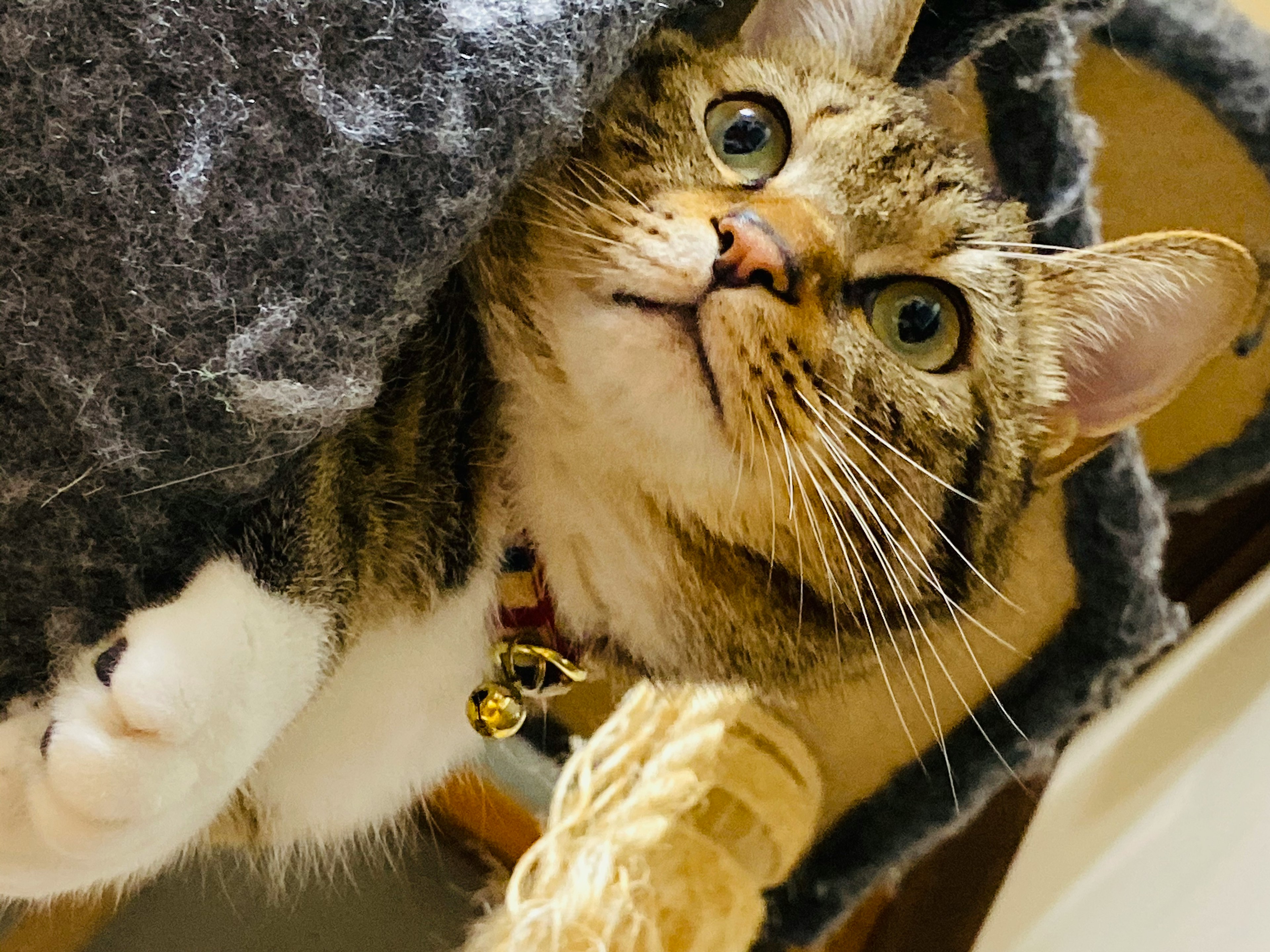 A cat looking up from inside a cat tower