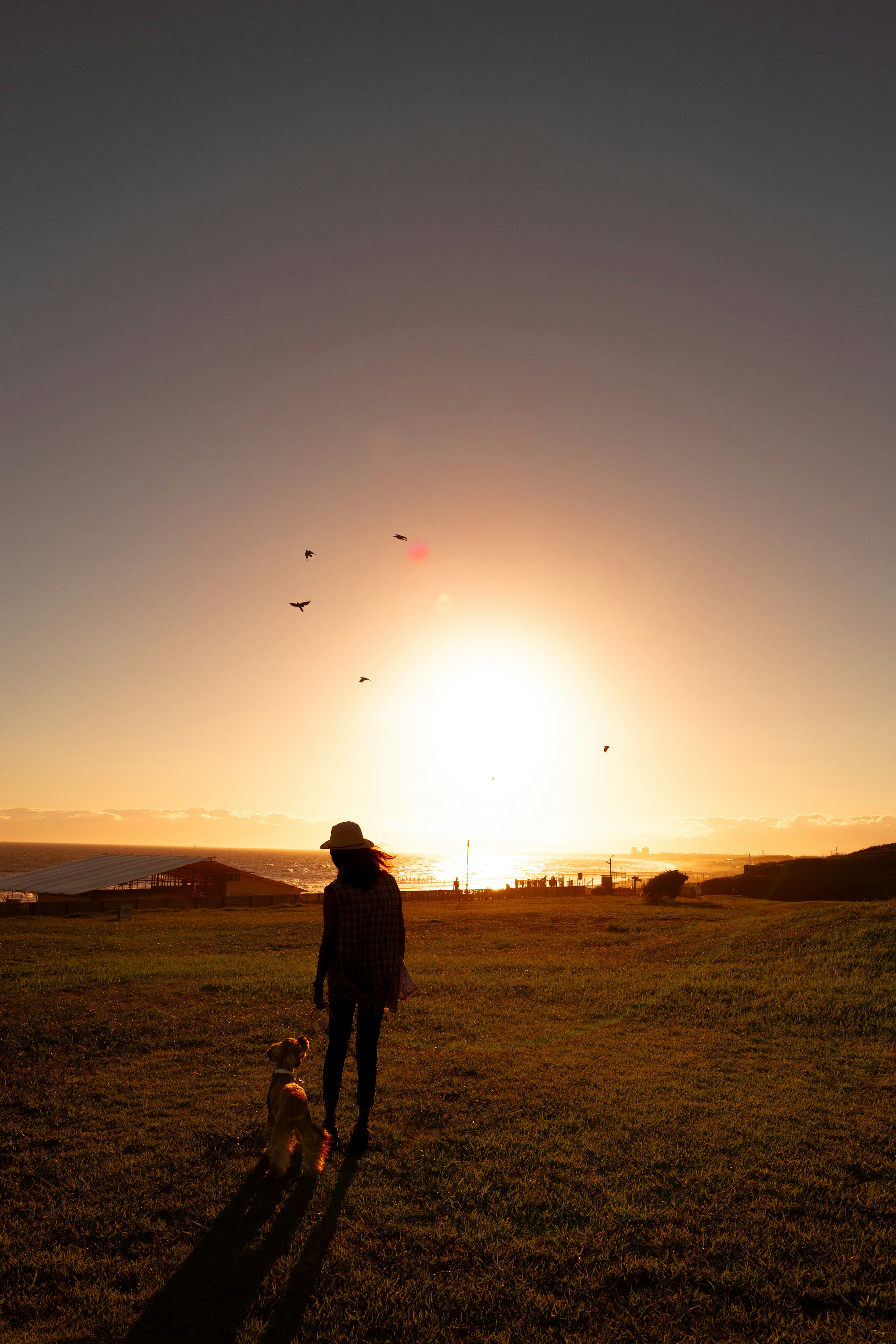 Person geht mit einem Hund gegen den Sonnenuntergang