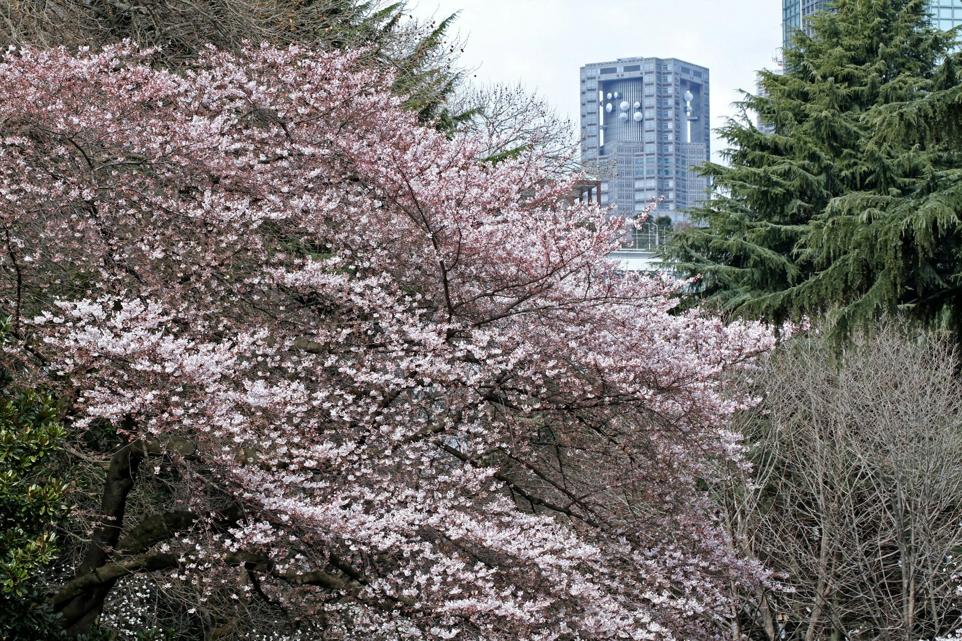 Árbol de cerezo en flor con rascacielos al fondo