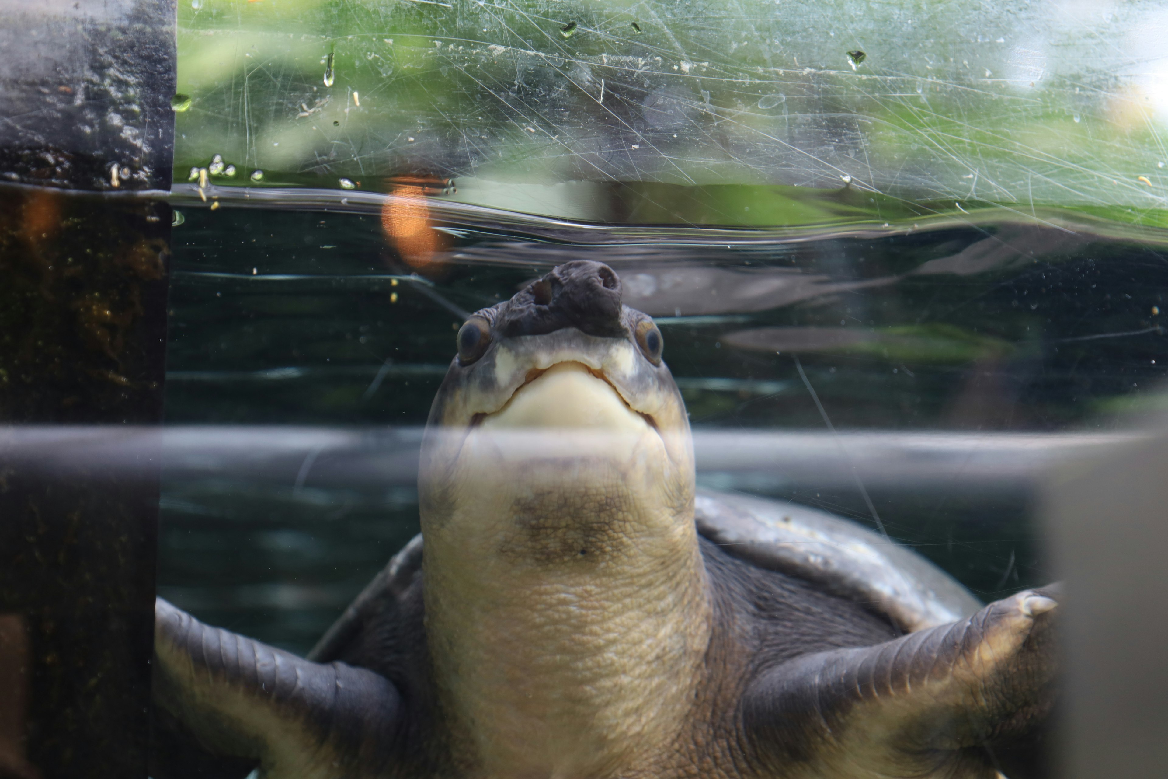 A turtle looking through glass underwater