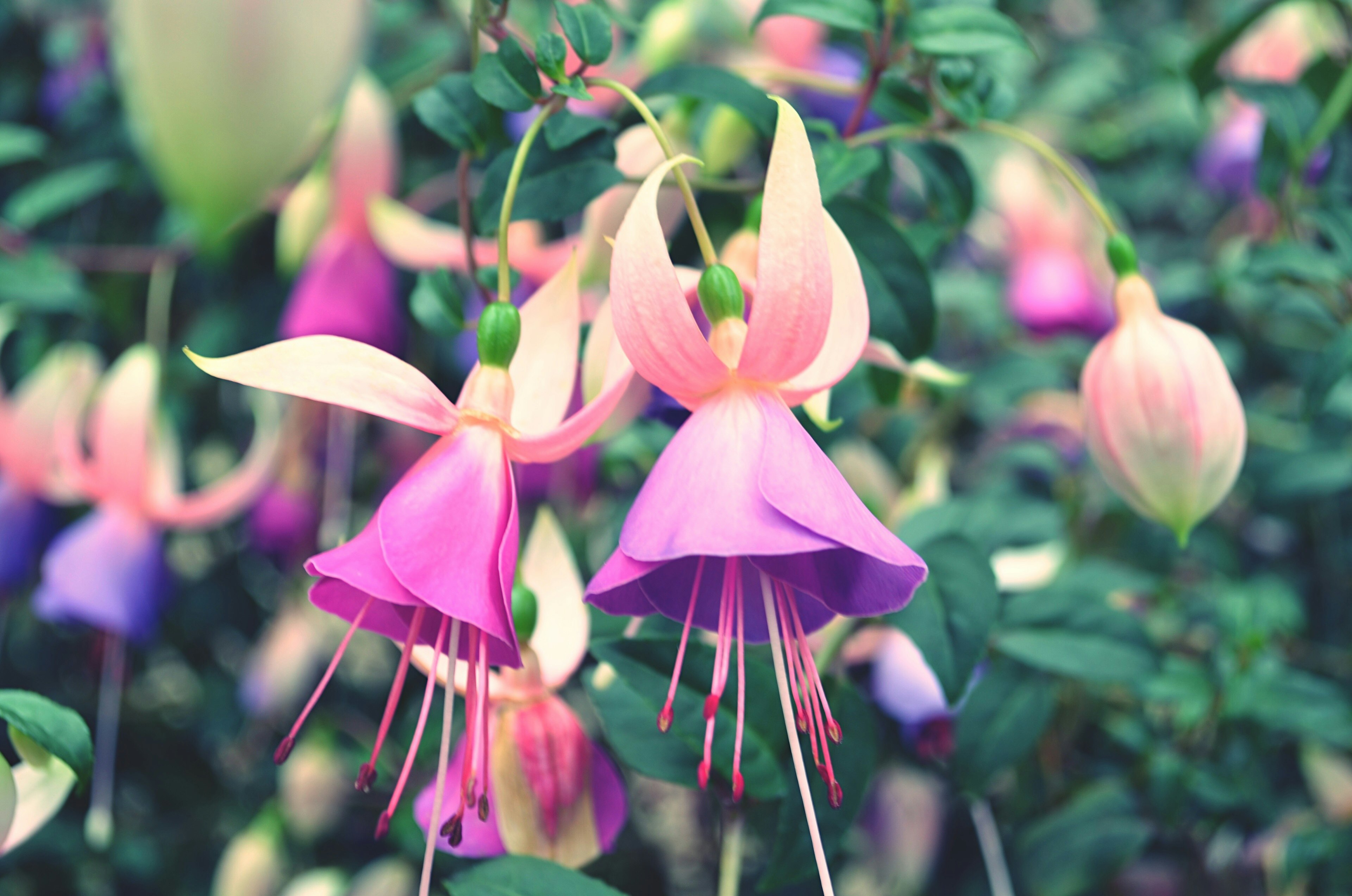 Schöne Fuchsienblüten blühen zwischen grünem Laub