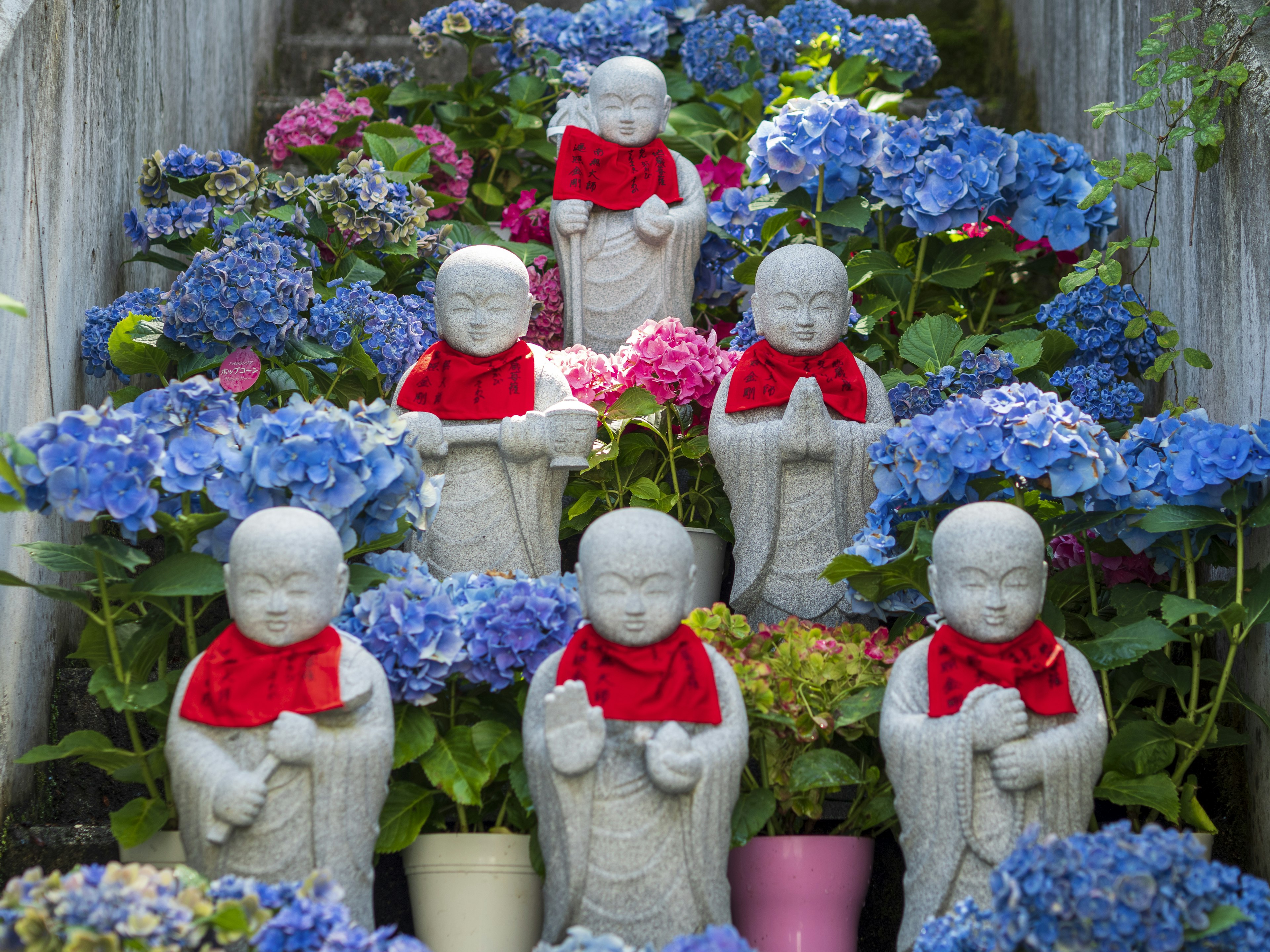 Sei statue di pietra vestite con sciarpe rosse circondate da ortensie blu