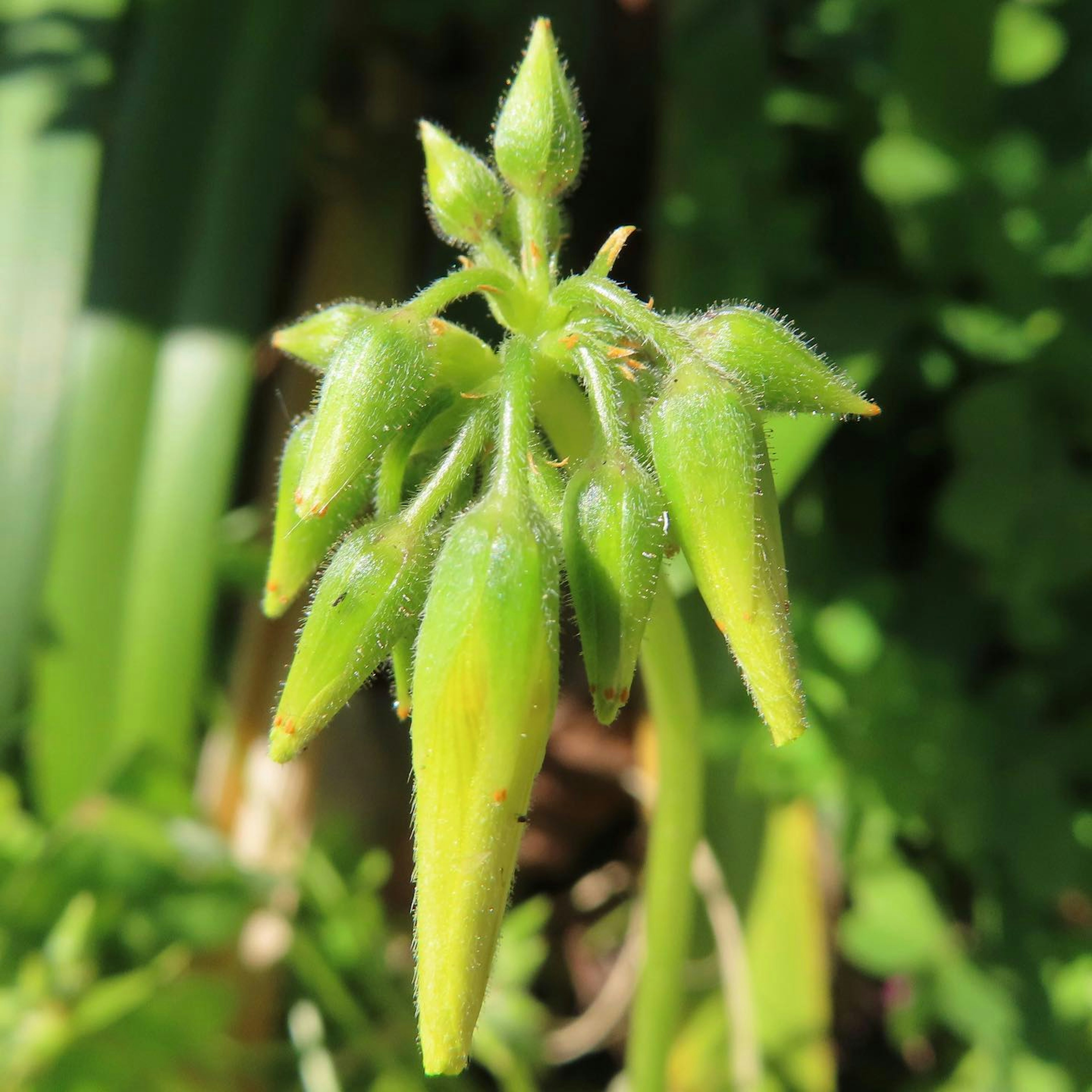 Groupe de bourgeons de plante verts en forme pointue