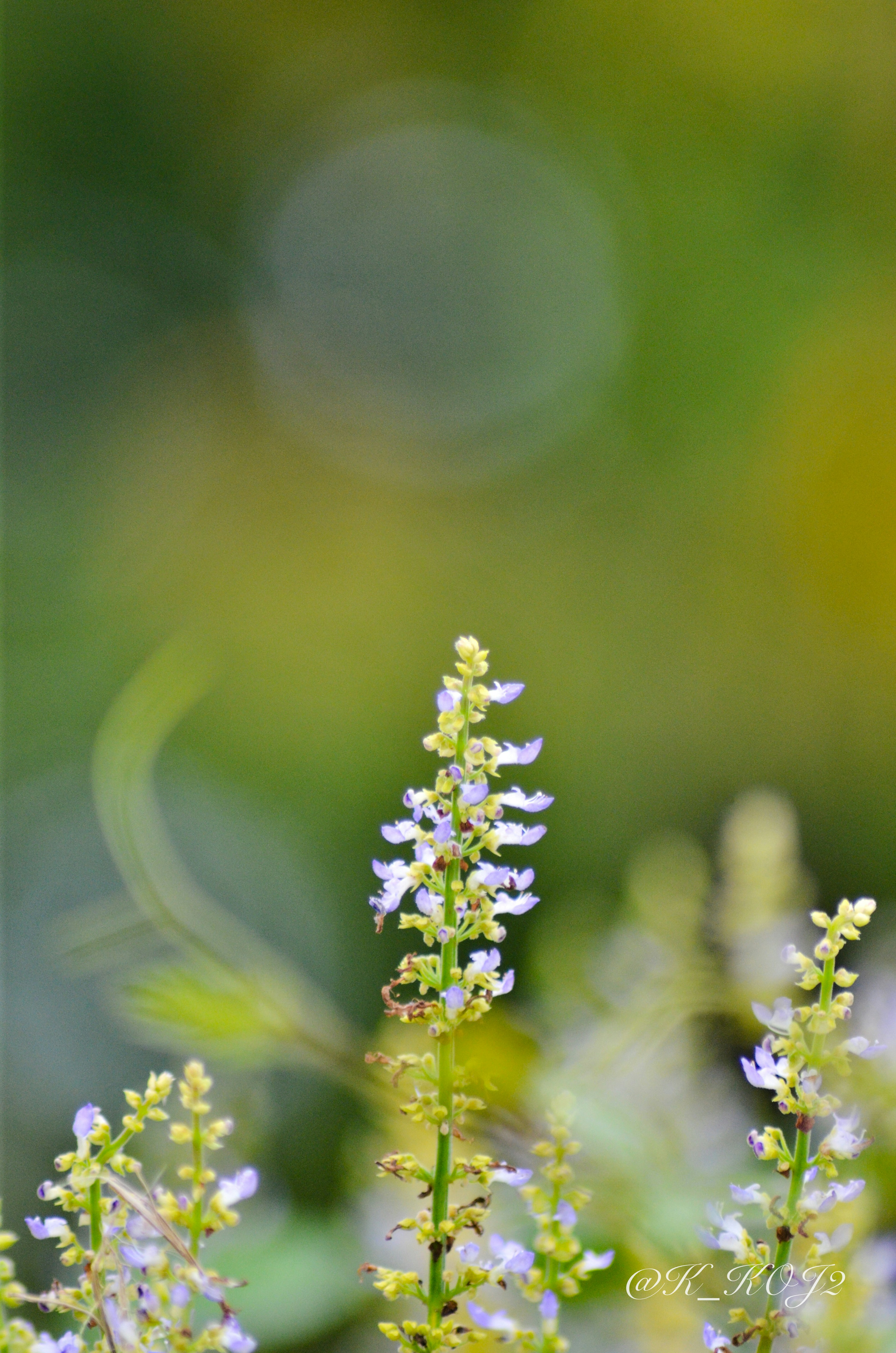 Plant with small white flowers against a green background