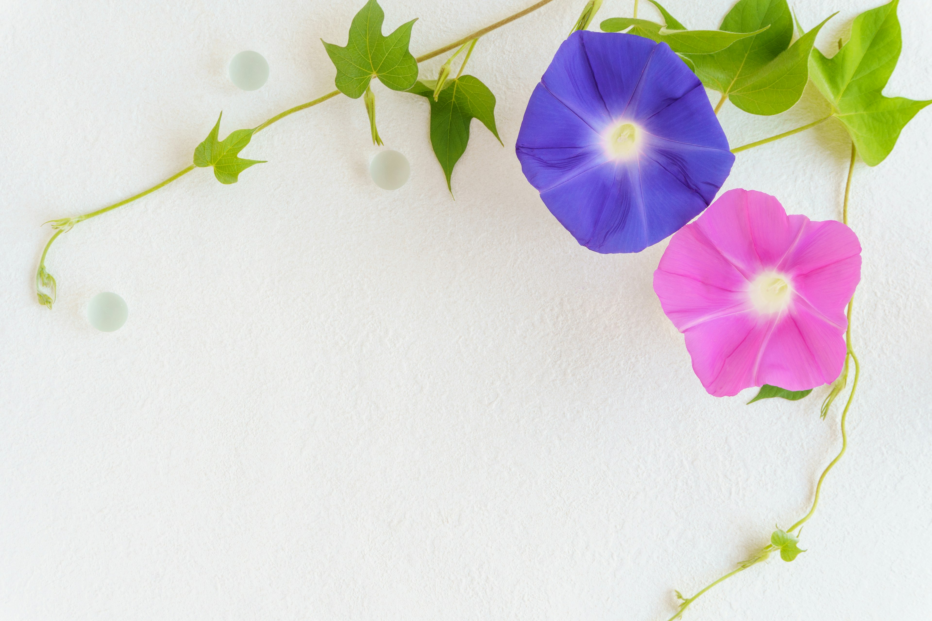 Purple and pink morning glory flowers intertwined on a white background