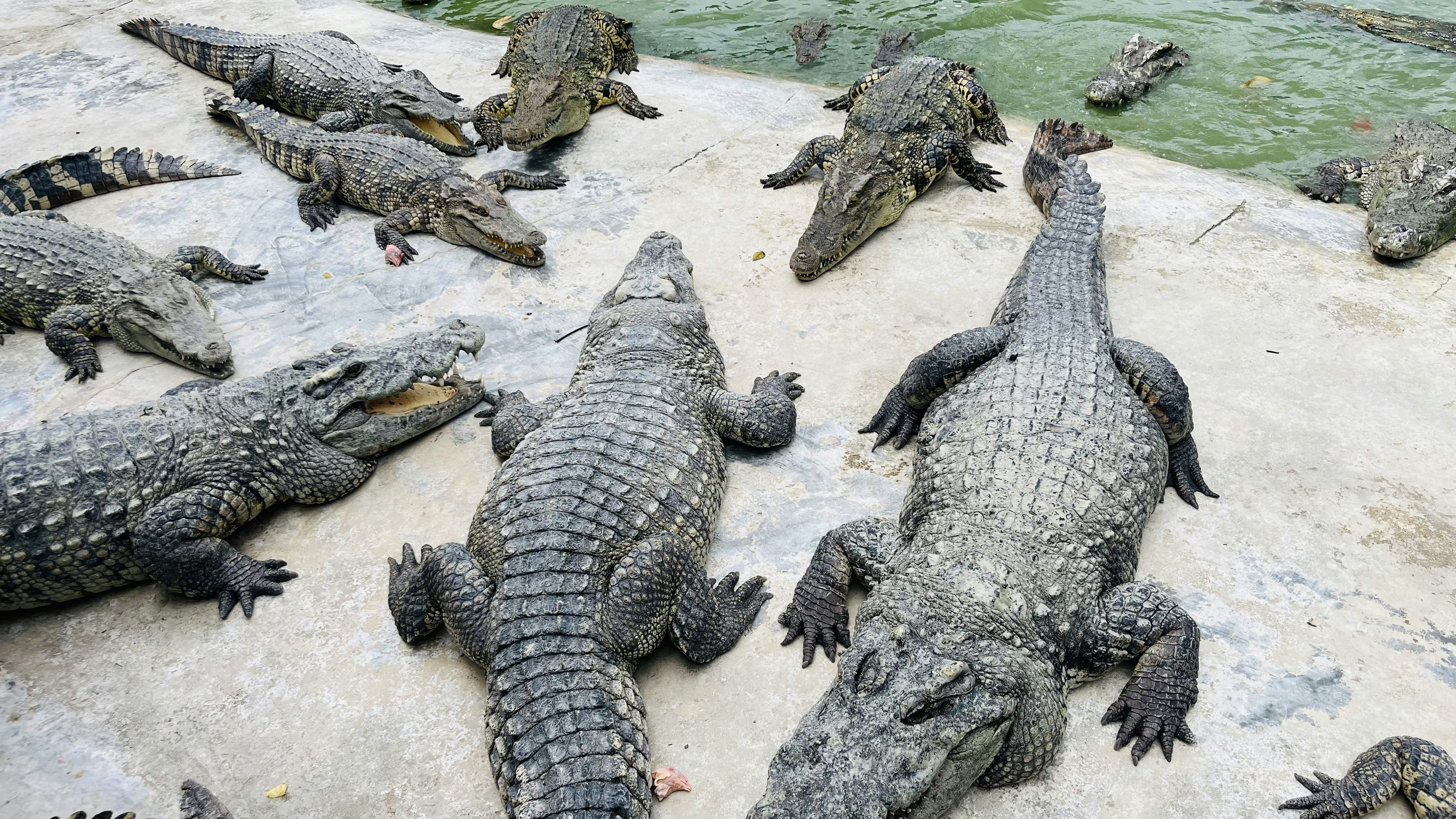 Bild zeigt mehrere Krokodile, die auf dem Boden liegen